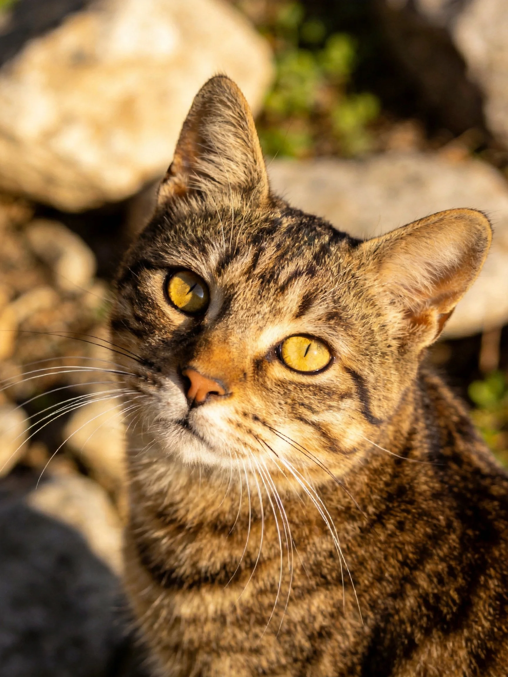 A tabby cat with golden eyes is near rocks in natural light.
