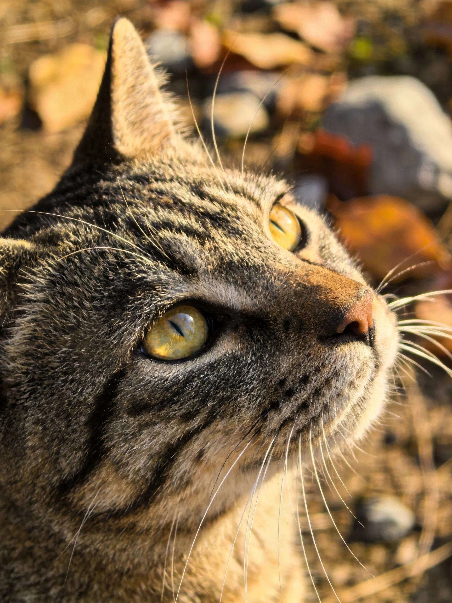 Tabby cat gazes upward with bright eyes in an outdoor setting