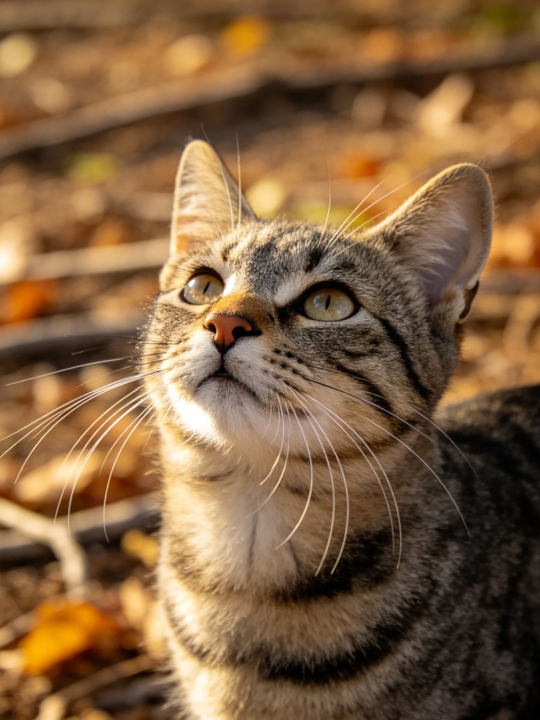 A tabby cat gazes upward amid autumn leaves in a sunlit outdoor scene.