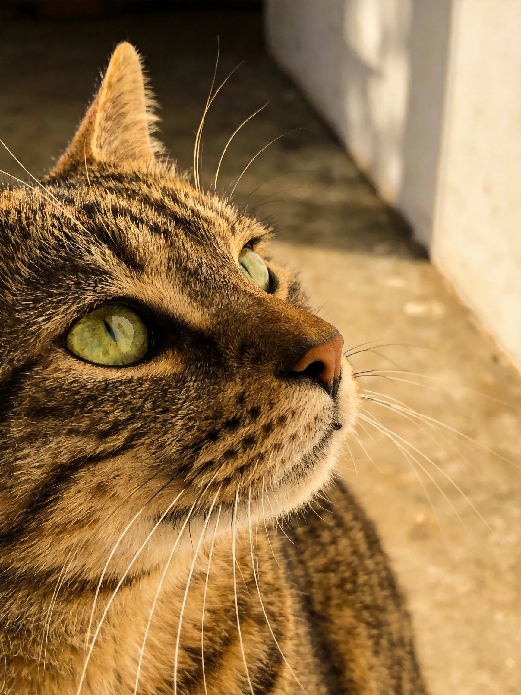 A close - up of a tabby cat with green eyes gazes upward near a wall.