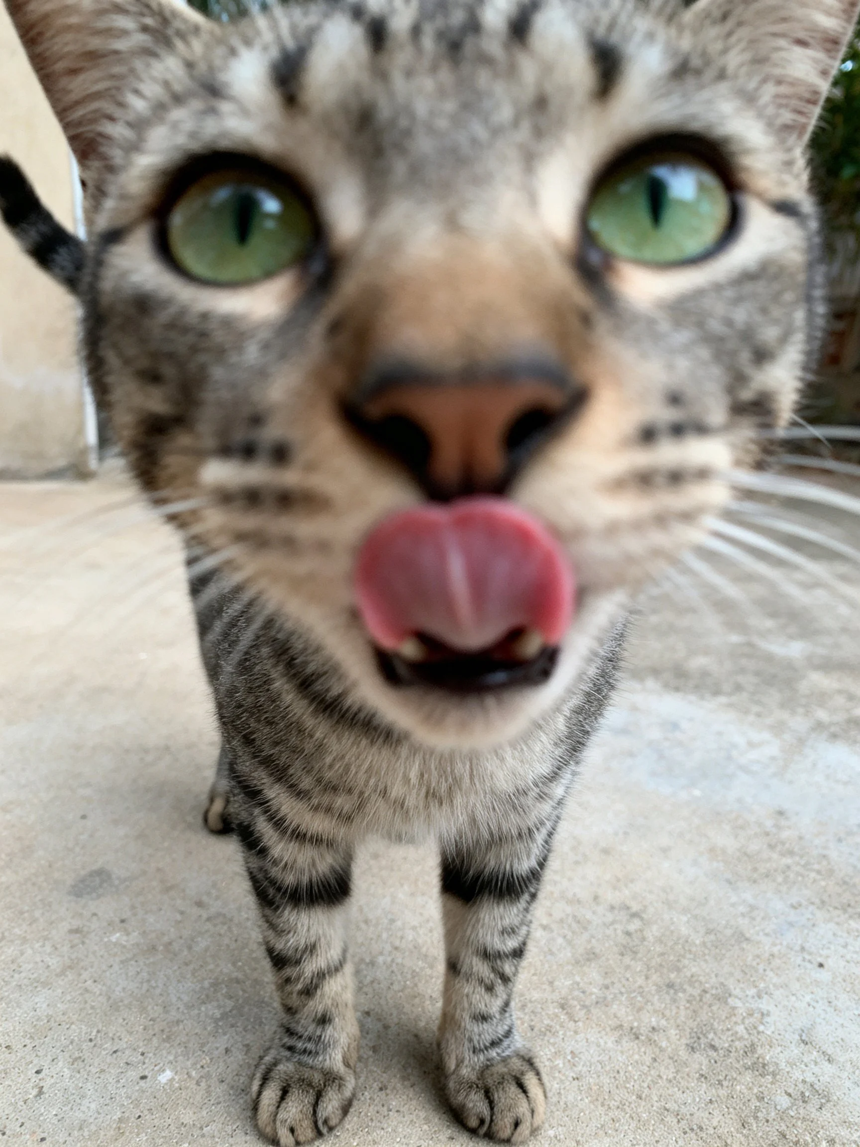 Tabby cat with green eyes licks its nose in a close - up.
