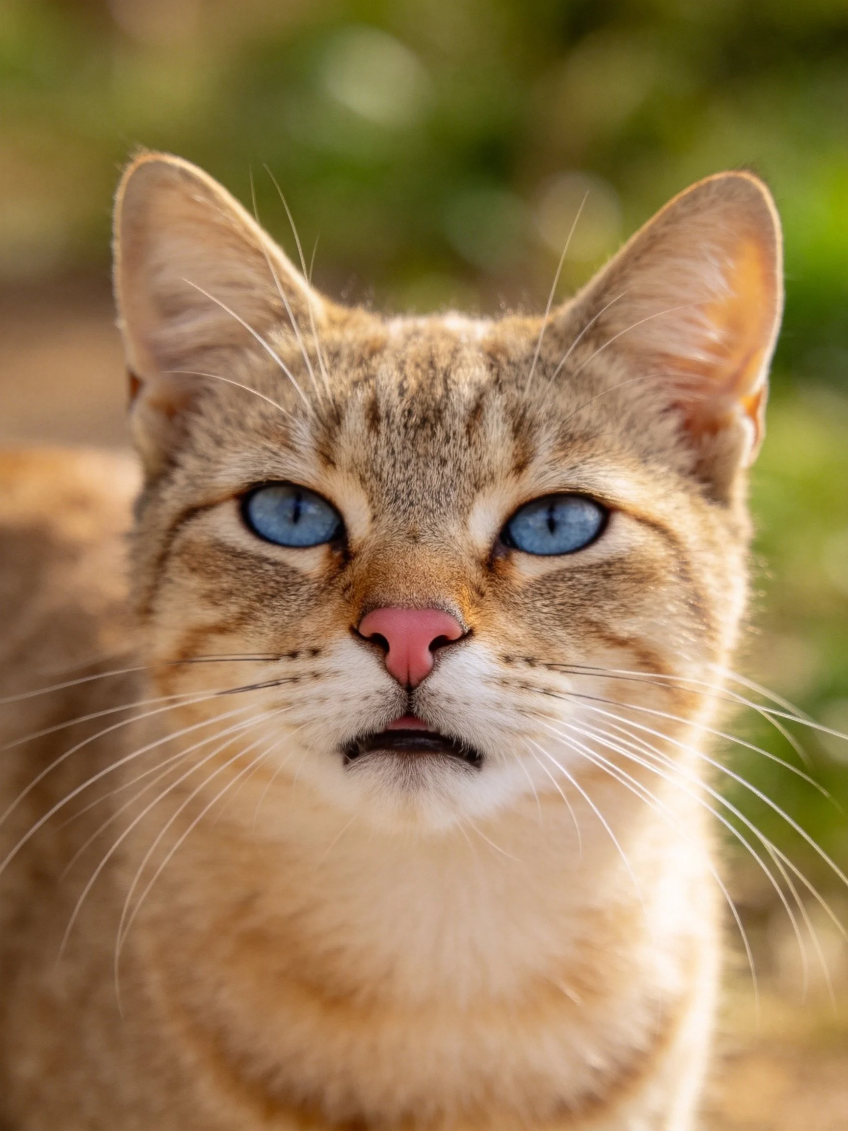 A close - up of a tabby cat with striking blue eyes