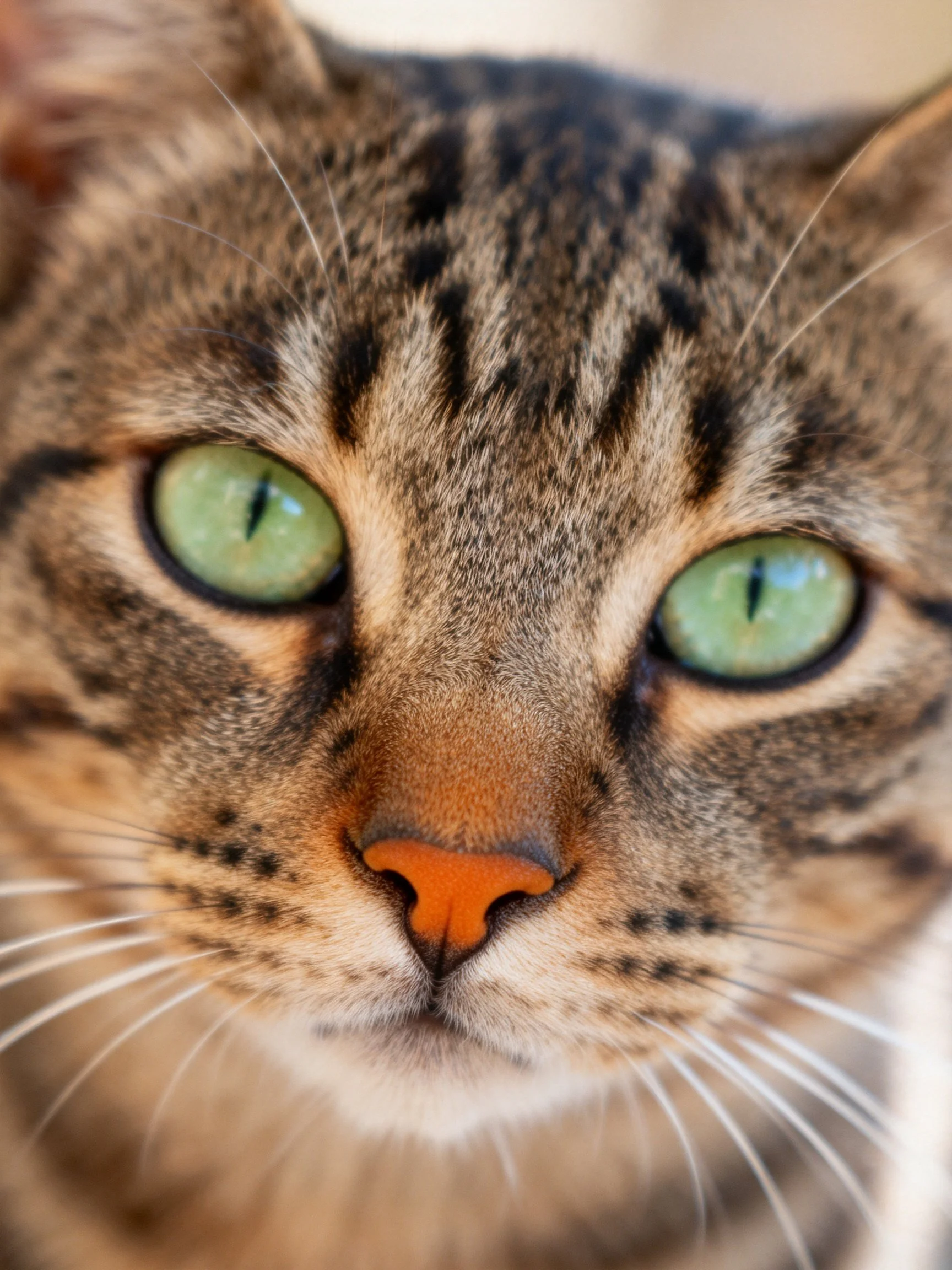 A close - up of a tabby cat with striking green eyes