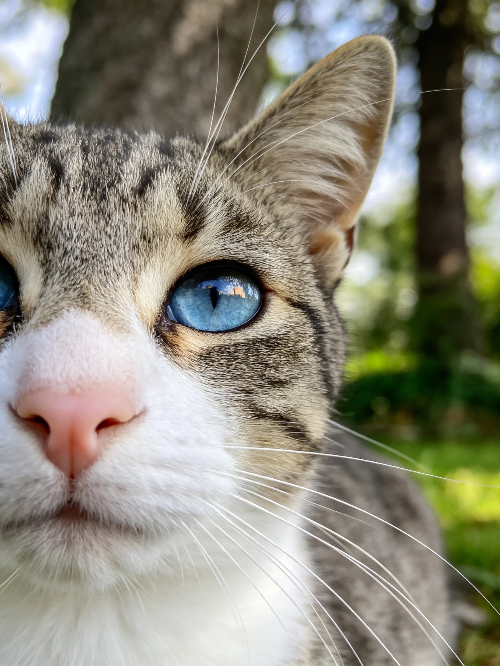 A close - up of a tabby cat with vivid blue eyes near trees