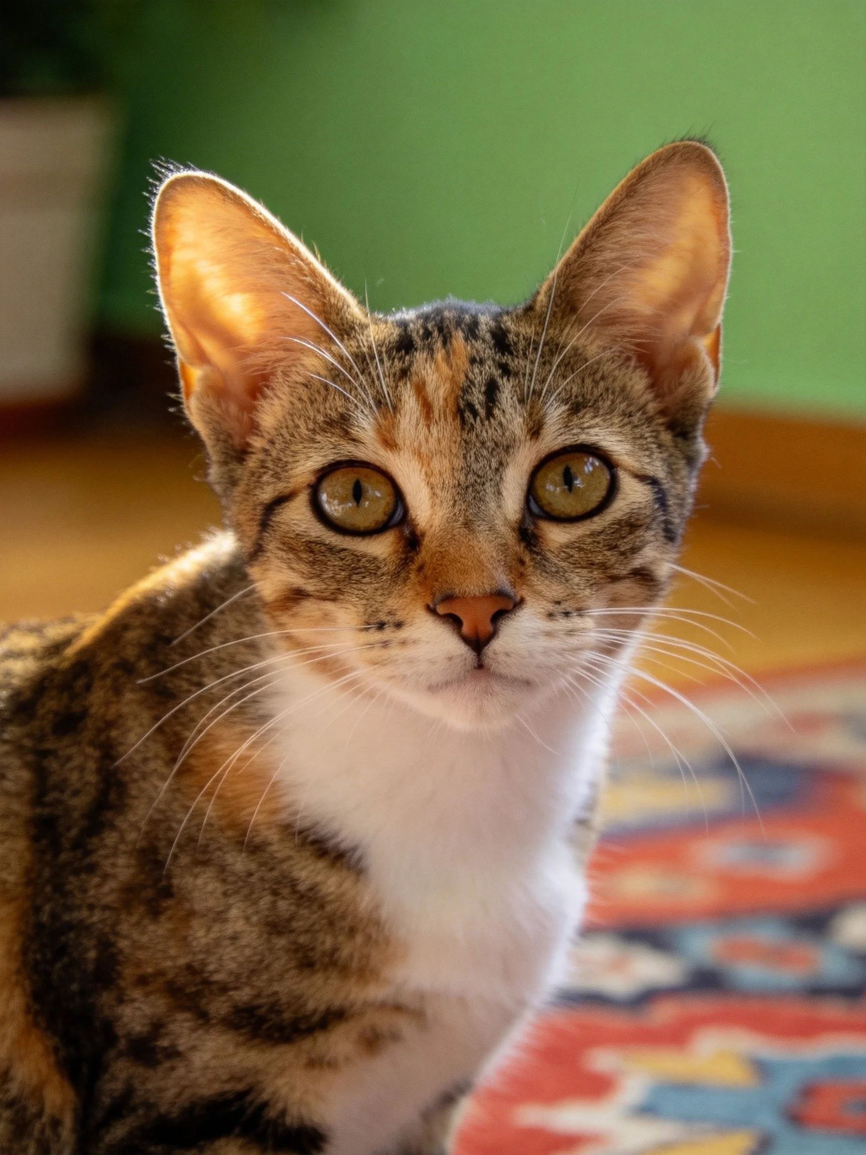 A close - up of a tabby kitten with amber eyes on a colorful rug