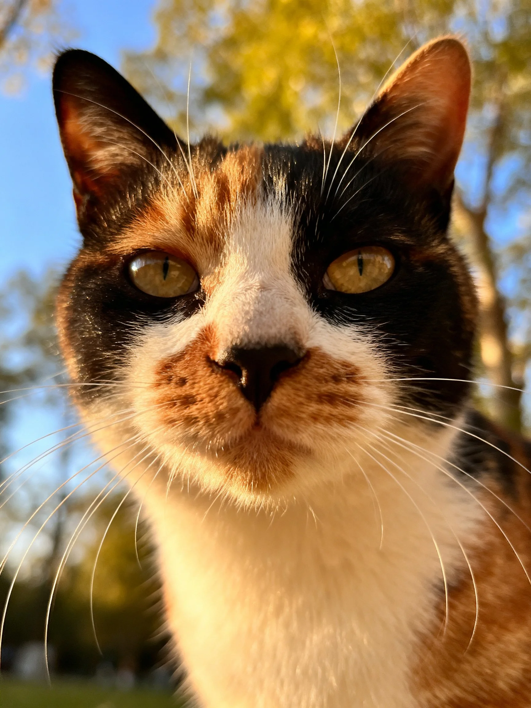 A close - up of a tri - colored cat with golden eyes in a sunny outdoor setting