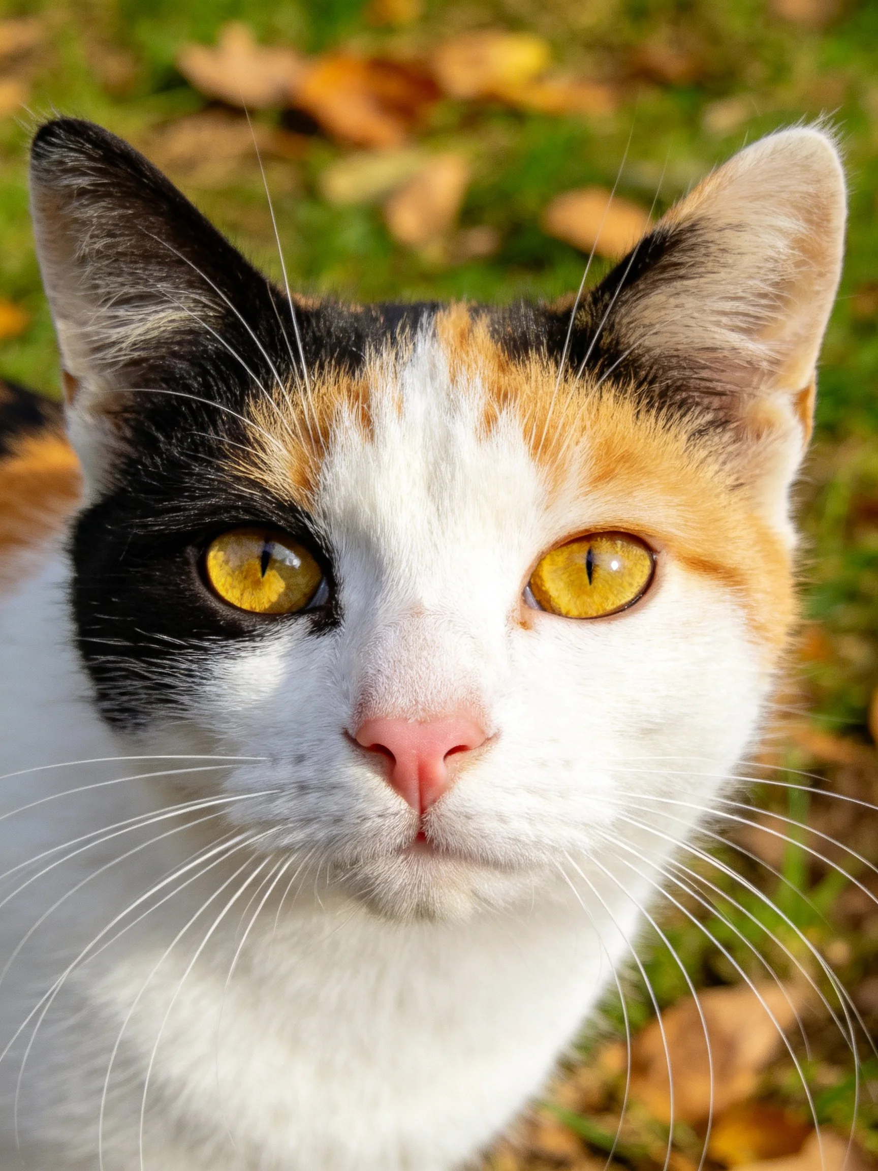 A tricolor calico cat with golden eyes is photographed up close outdoors.