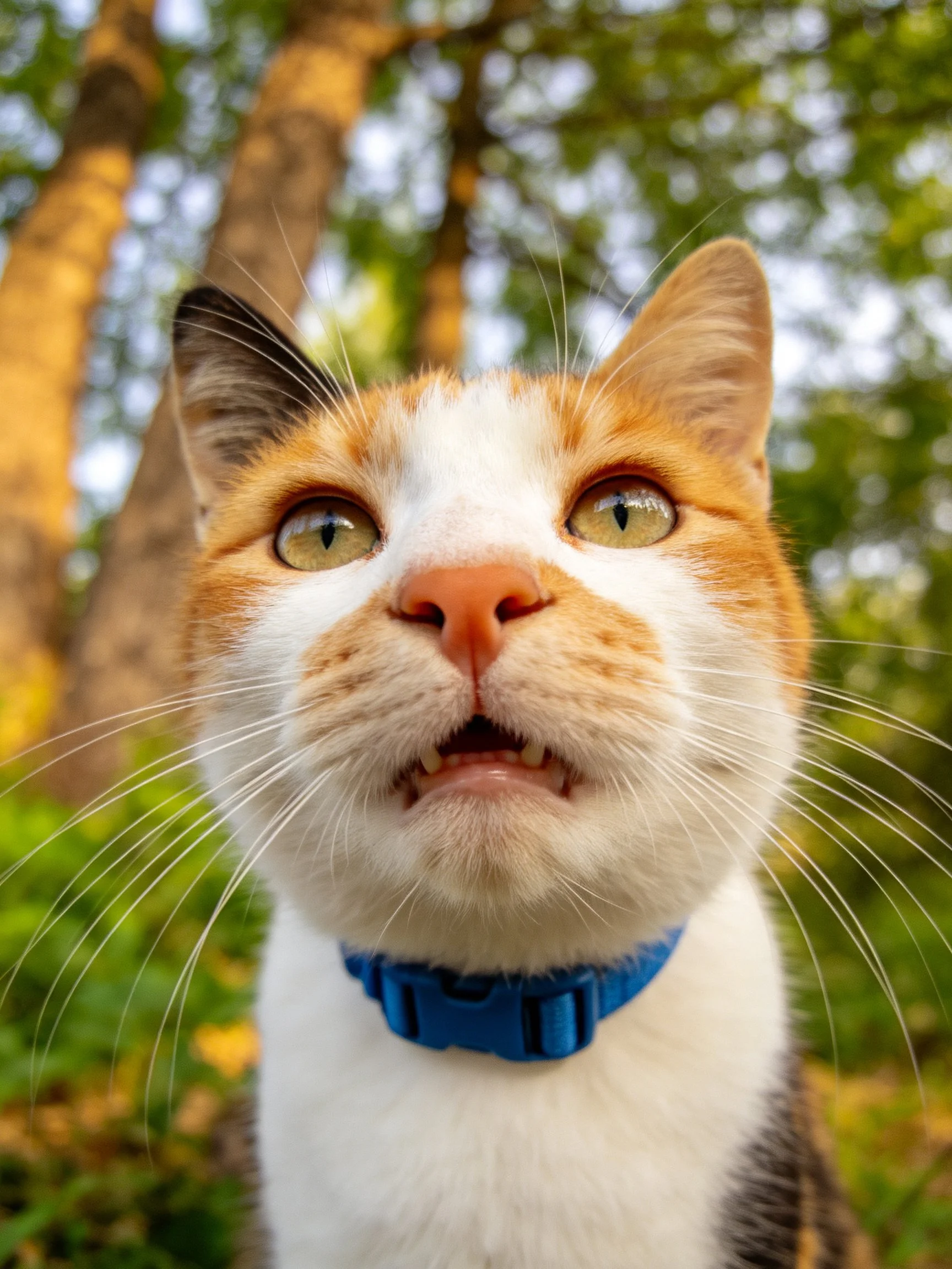 A close - up of an orange and white cat with a blue collar in a natural outdoor setting
