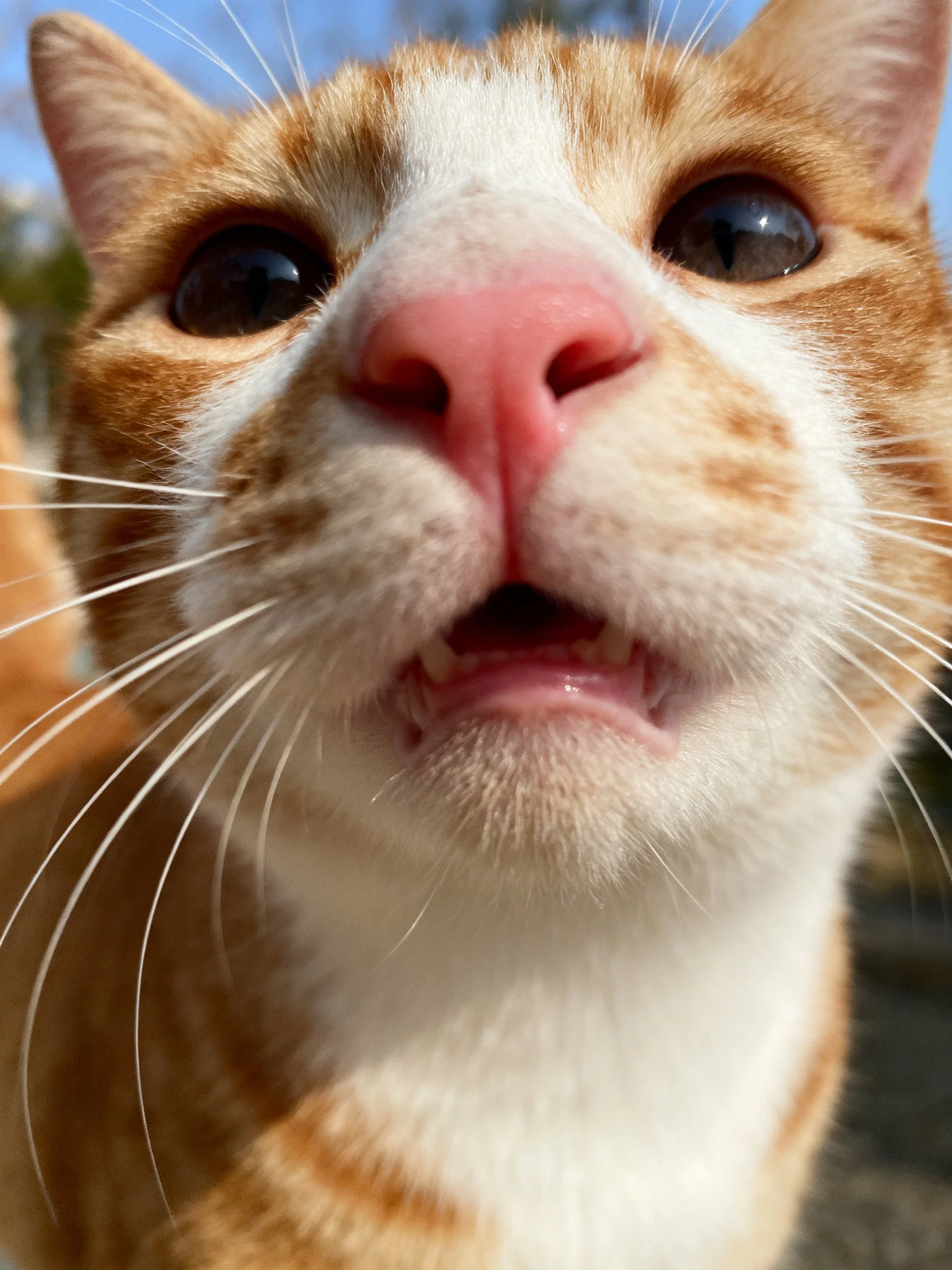 A close - up shows an orange and white cat with a pink nose.