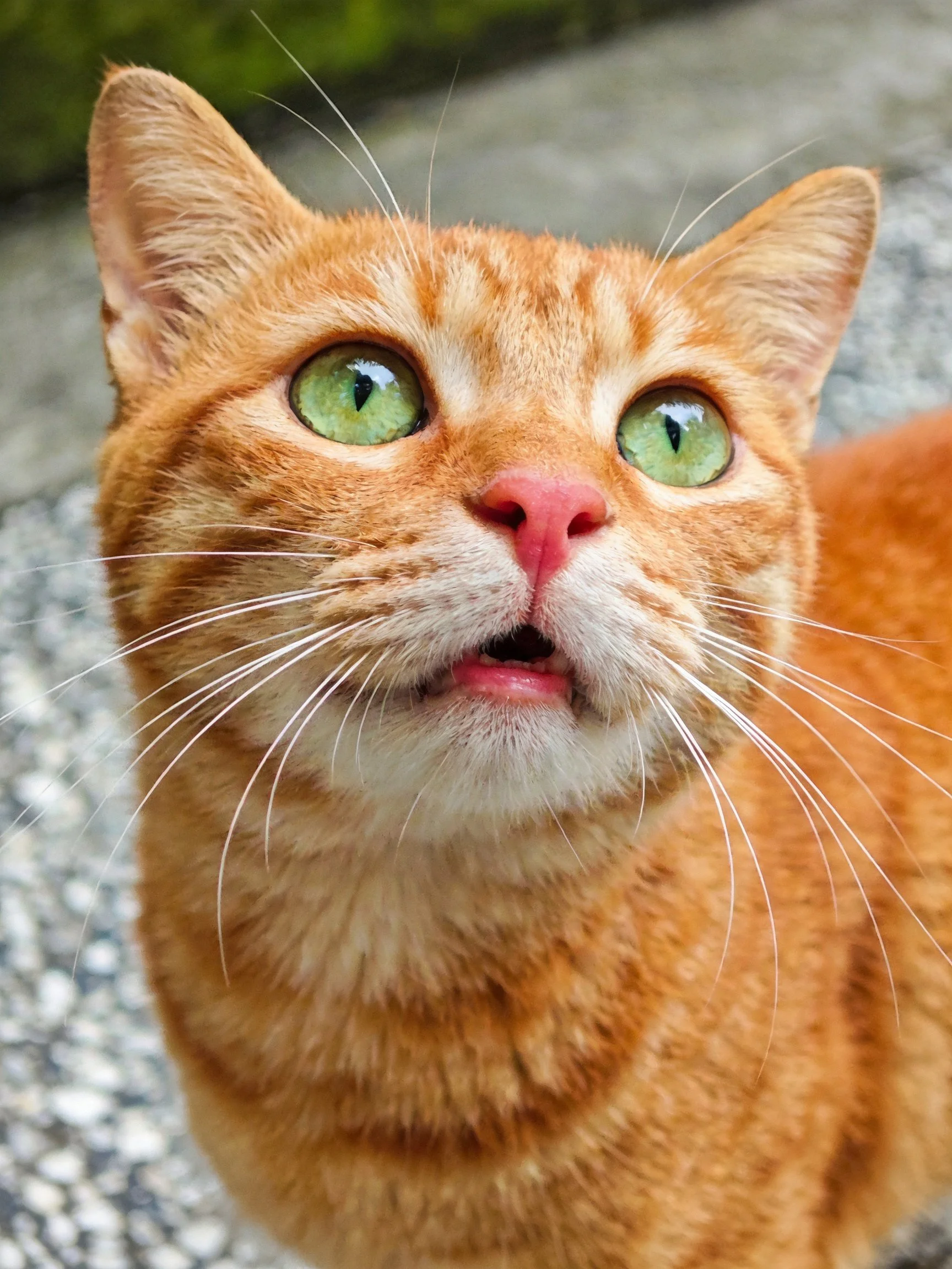 An orange tabby cat with green eyes gazes upward in an outdoor setting.