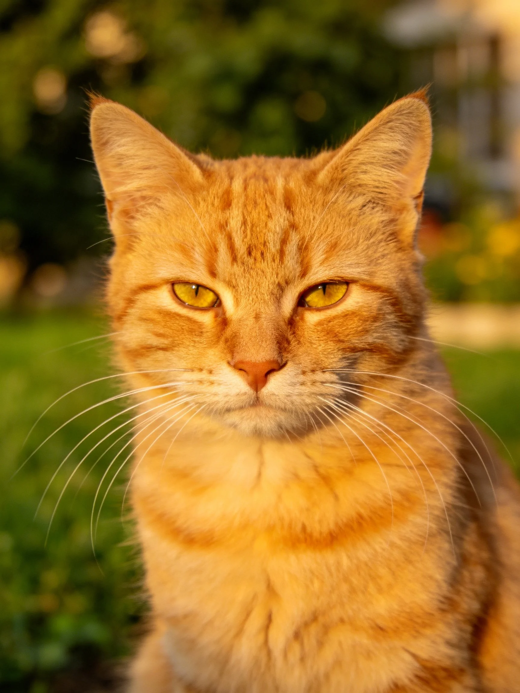 An orange tabby cat with bright yellow eyes is photographed up close outdoors.
