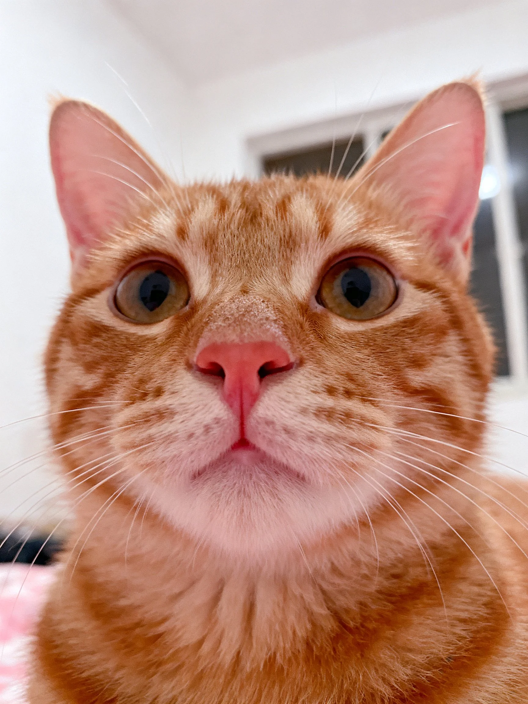 An orange tabby cat with wide eyes is photographed up close.