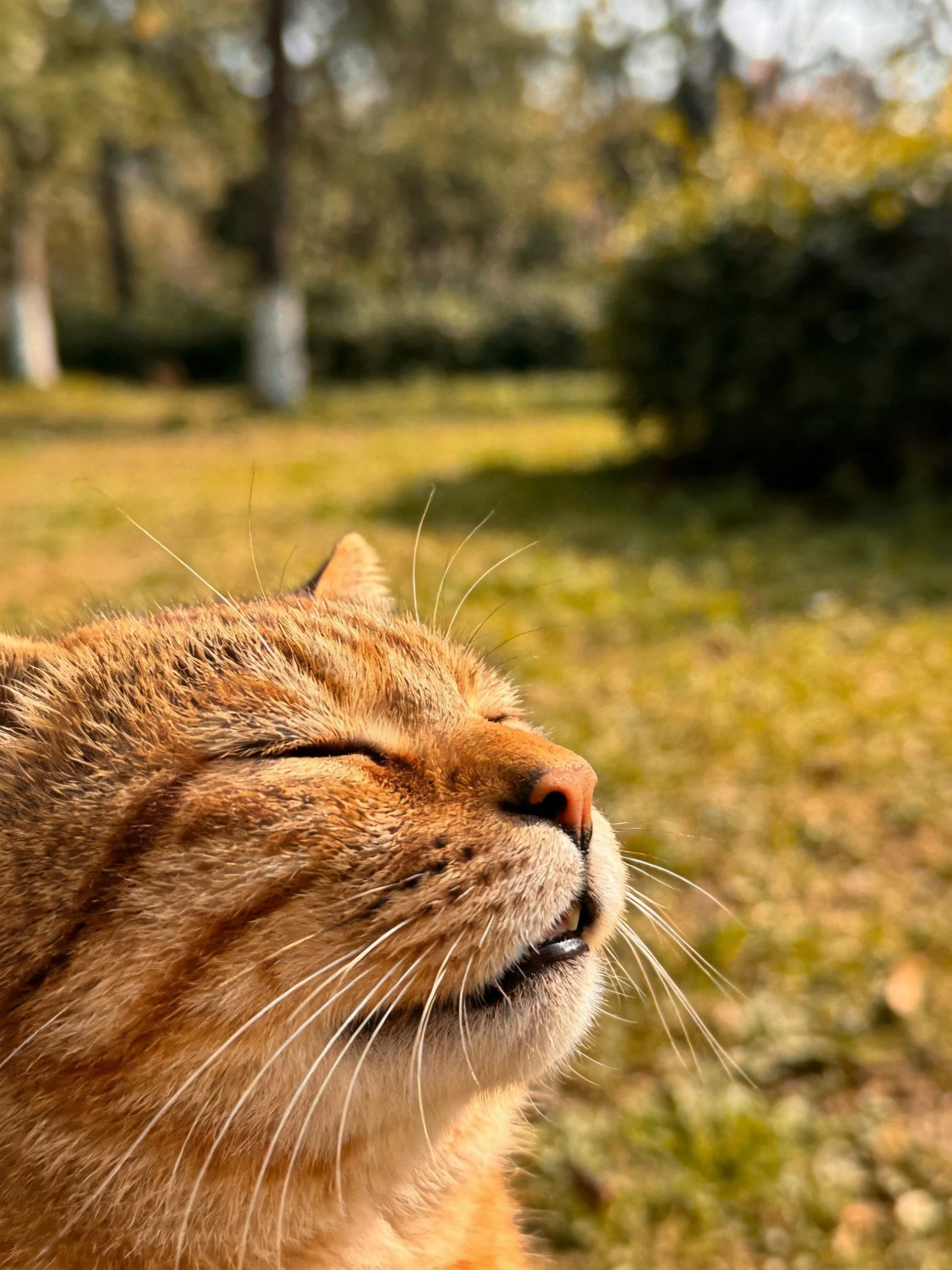 A content orange tabby cat relaxes in a sunlit park