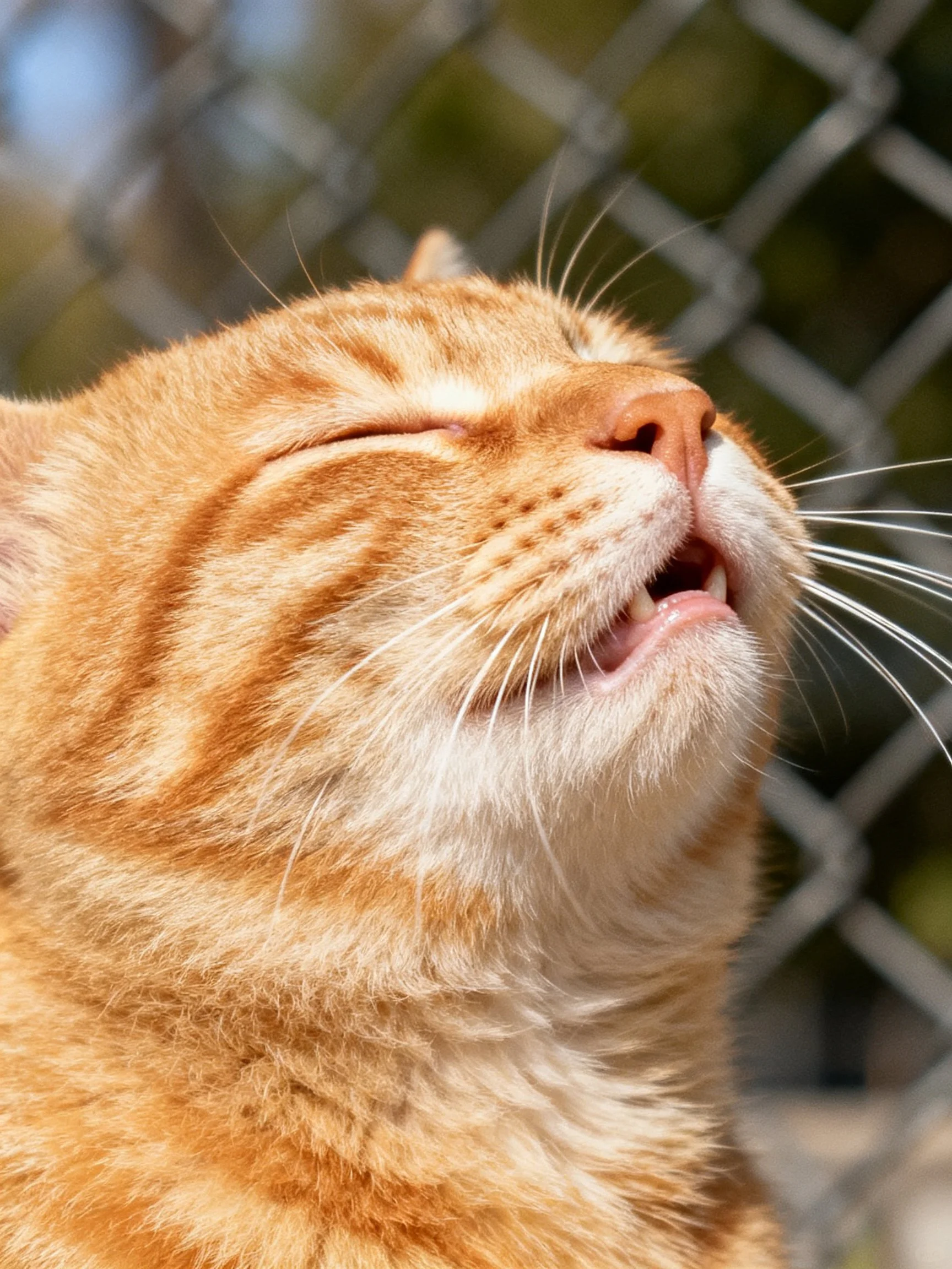 A content orange tabby cat with closed eyes near a chain-link fence