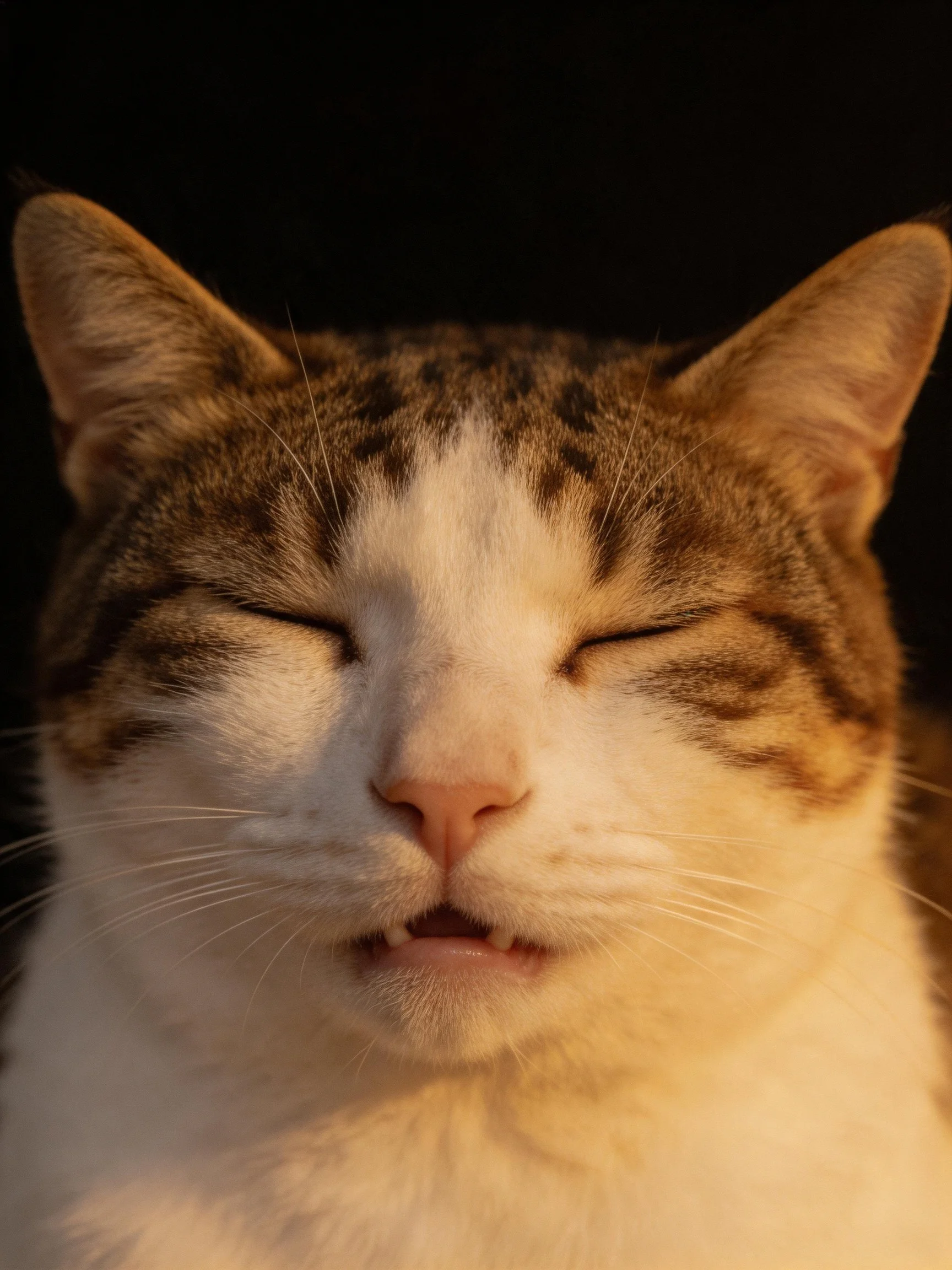 A content tabby and white cat with closed eyes
