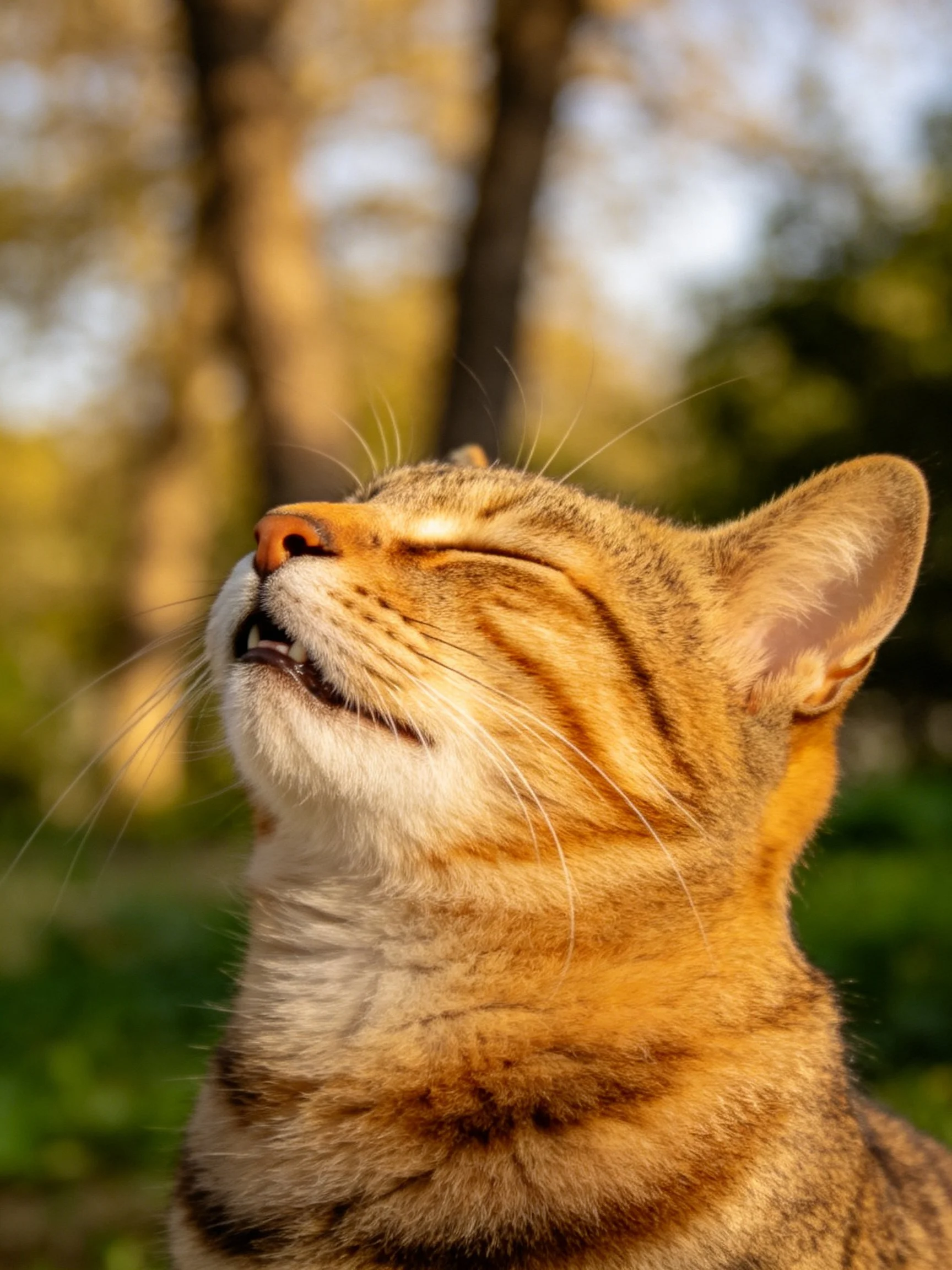 A content tabby cat basking in golden outdoor light