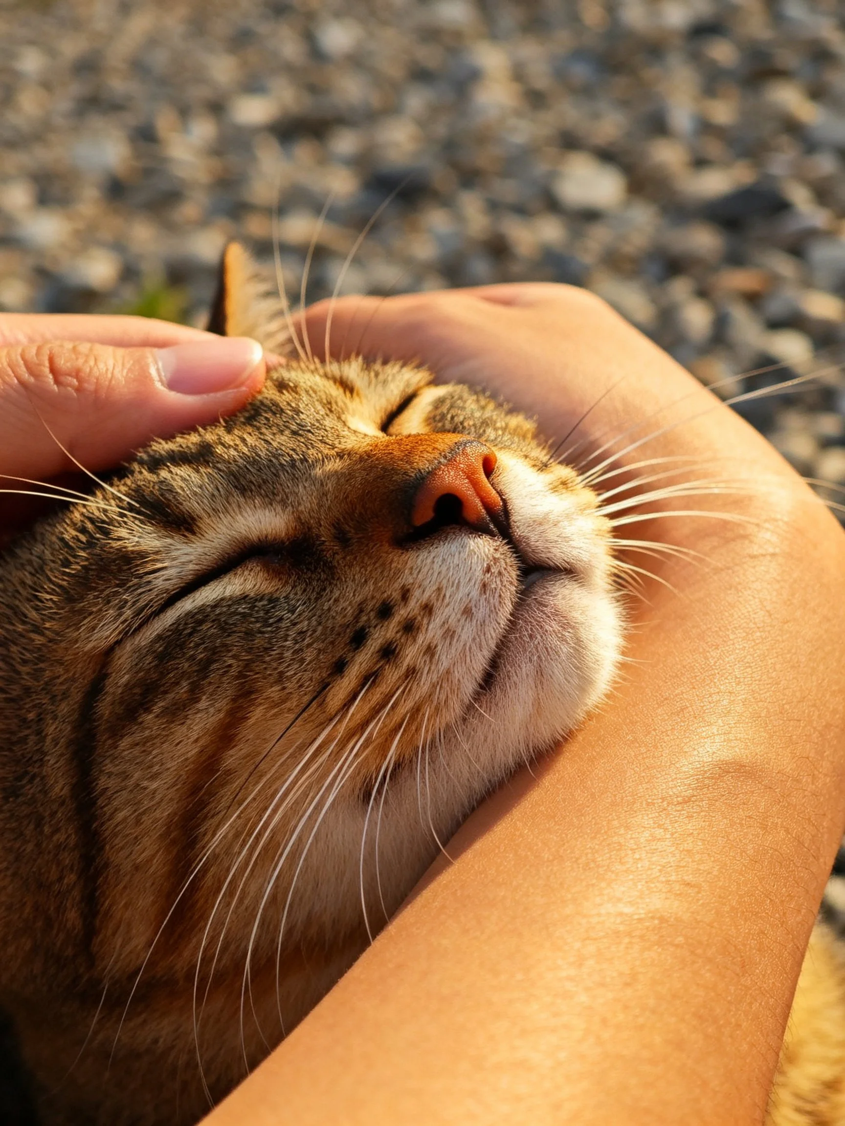 A content tabby cat resting on a persons arm outdoors