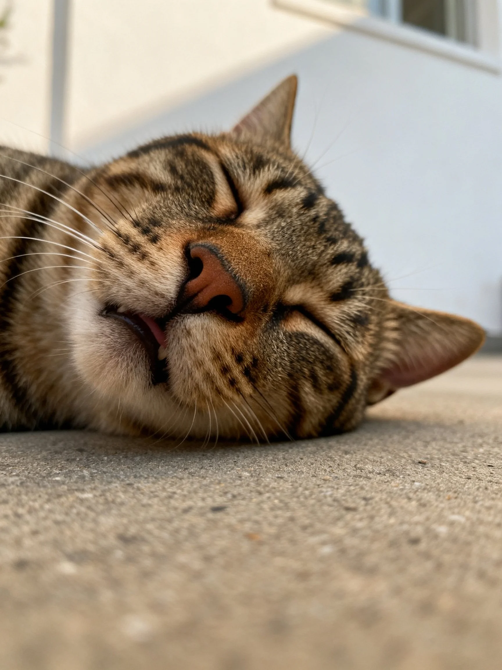 A content tabby cat sleeps peacefully on a concrete surface