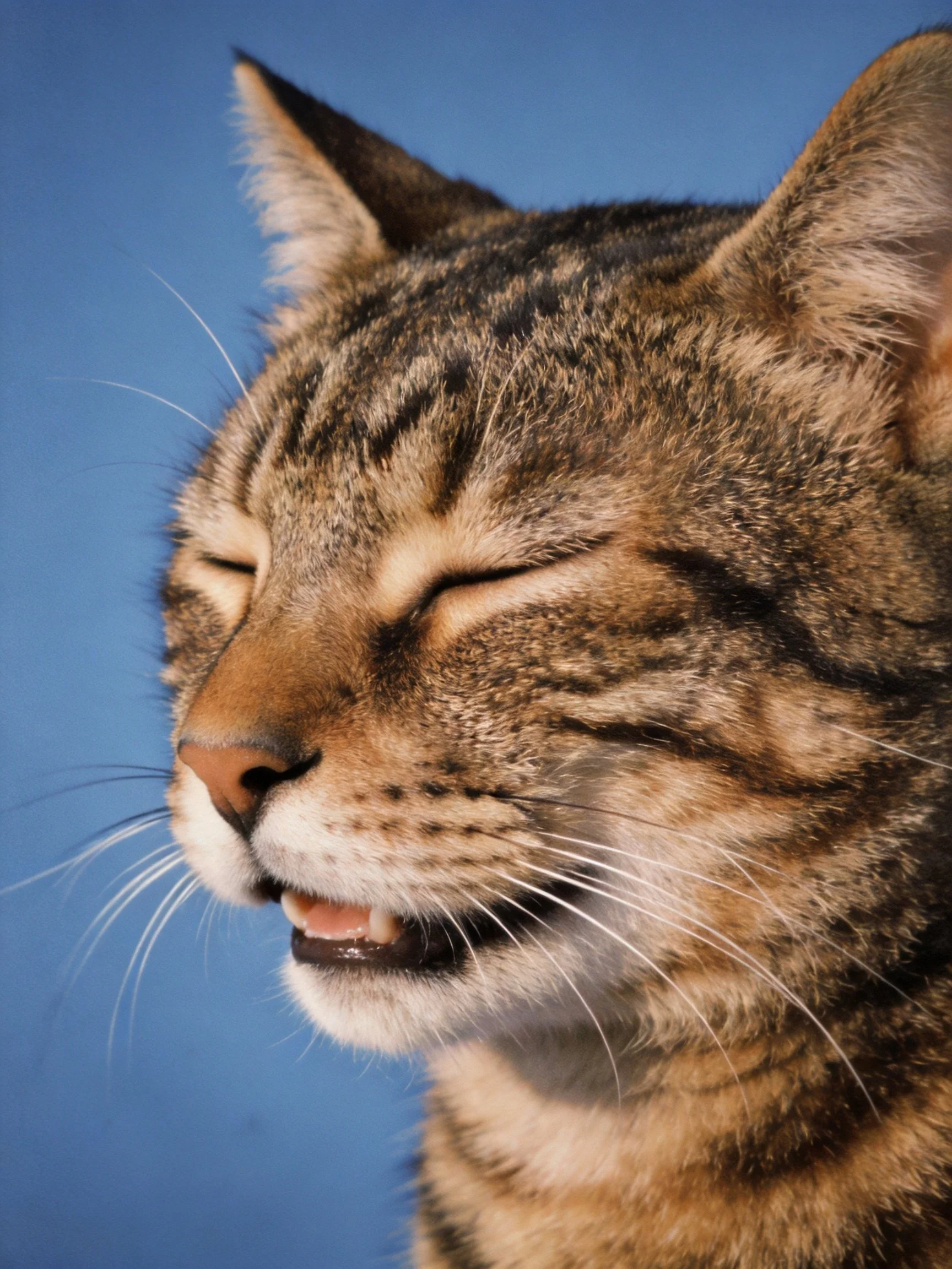 A content tabby cat with closed eyes against a solid blue background