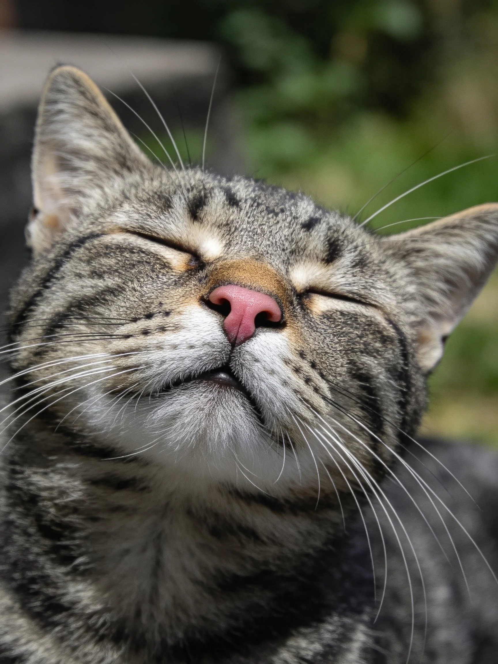 A content tabby cat with closed eyes and striped fur