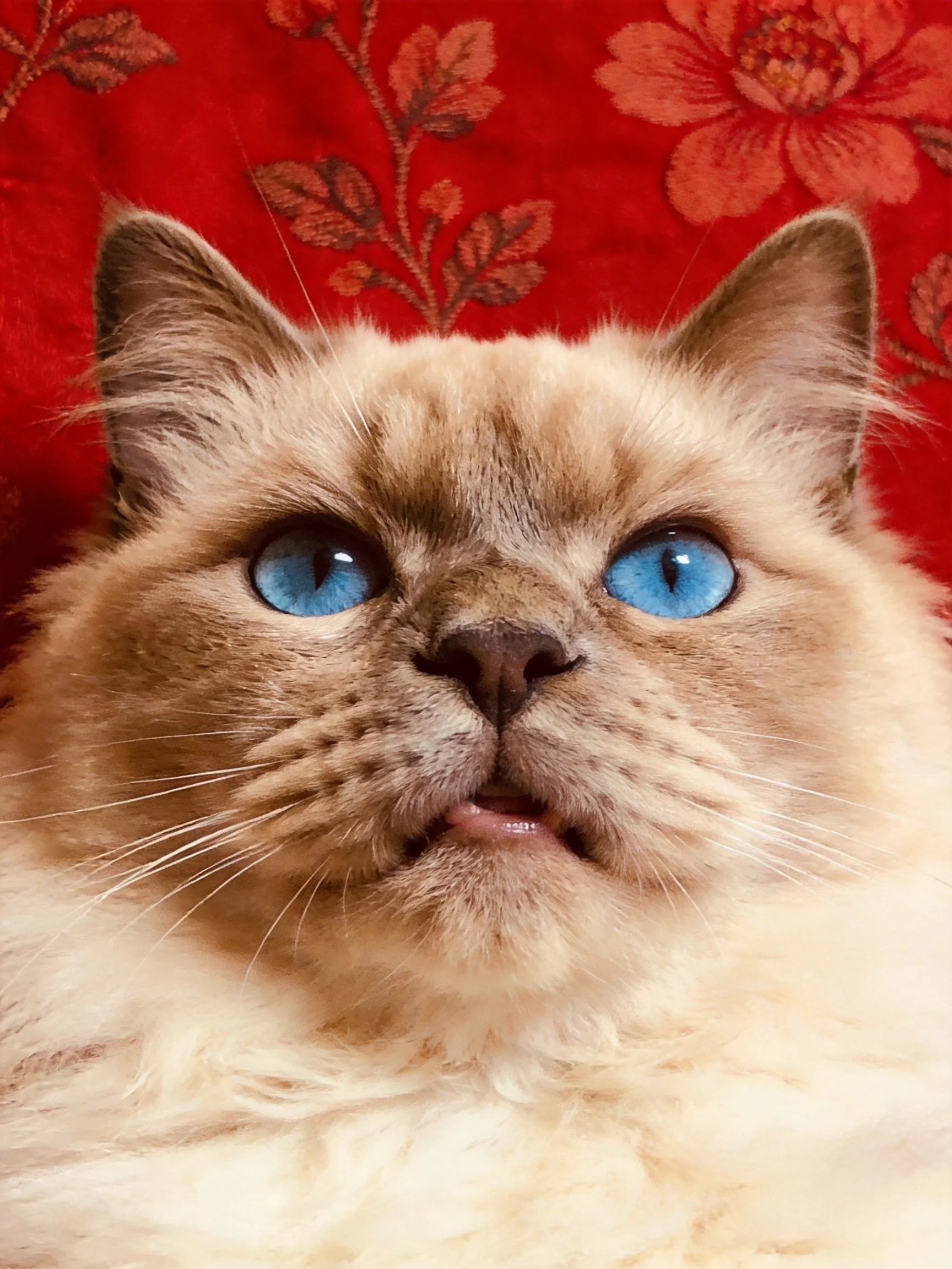 A cream - hued cat with striking blue eyes on red floral fabric