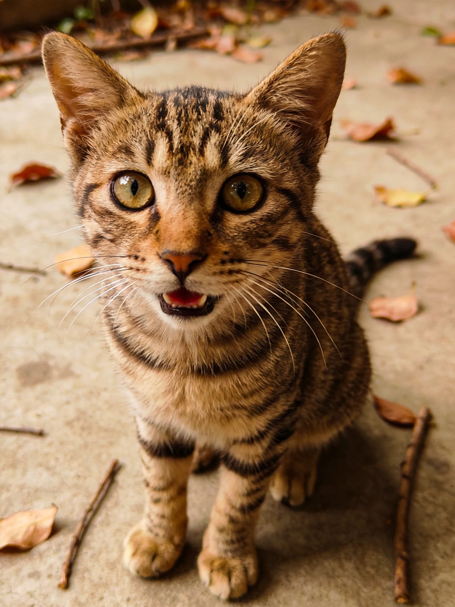 A curious brown tabby kitten gazes upward with wide eyes.
