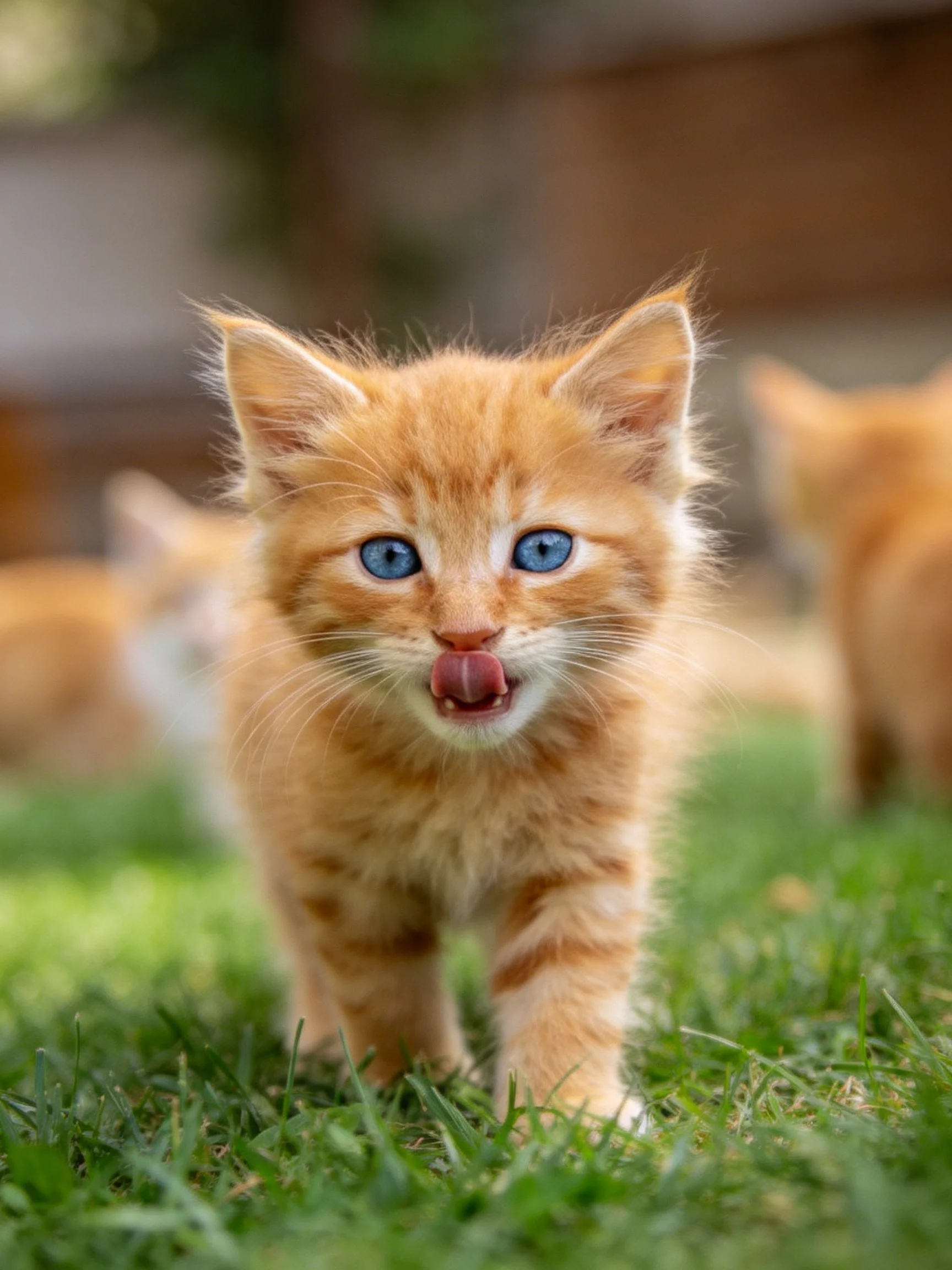 A curious orange kitten with blue eyes walks on lush green grass