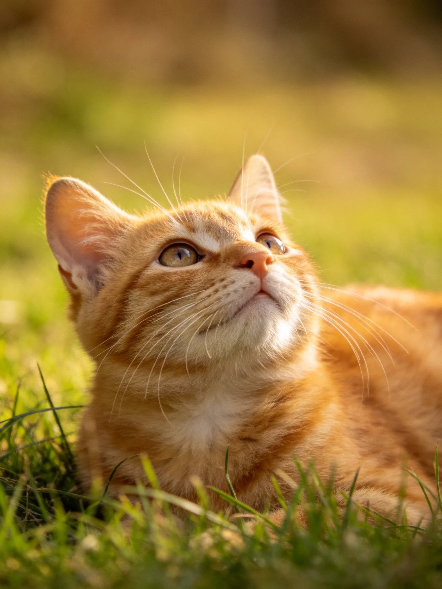 An orange tabby kitten gazes upward while reclining in green grass.