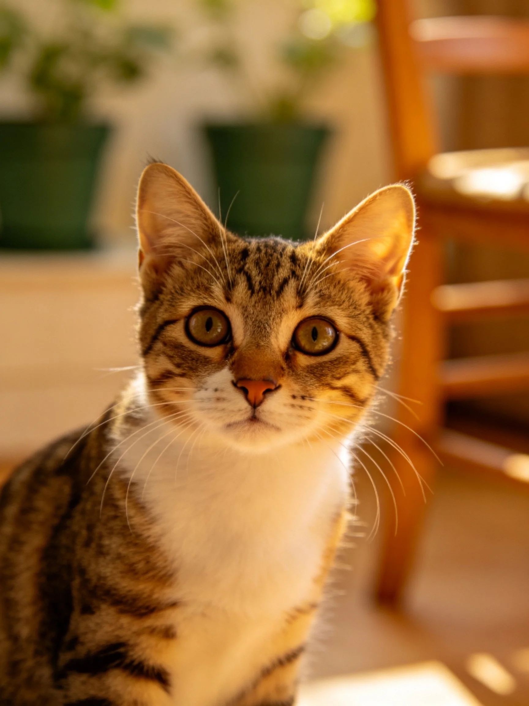 A curious tabby kitten with wide eyes in a sunlit room