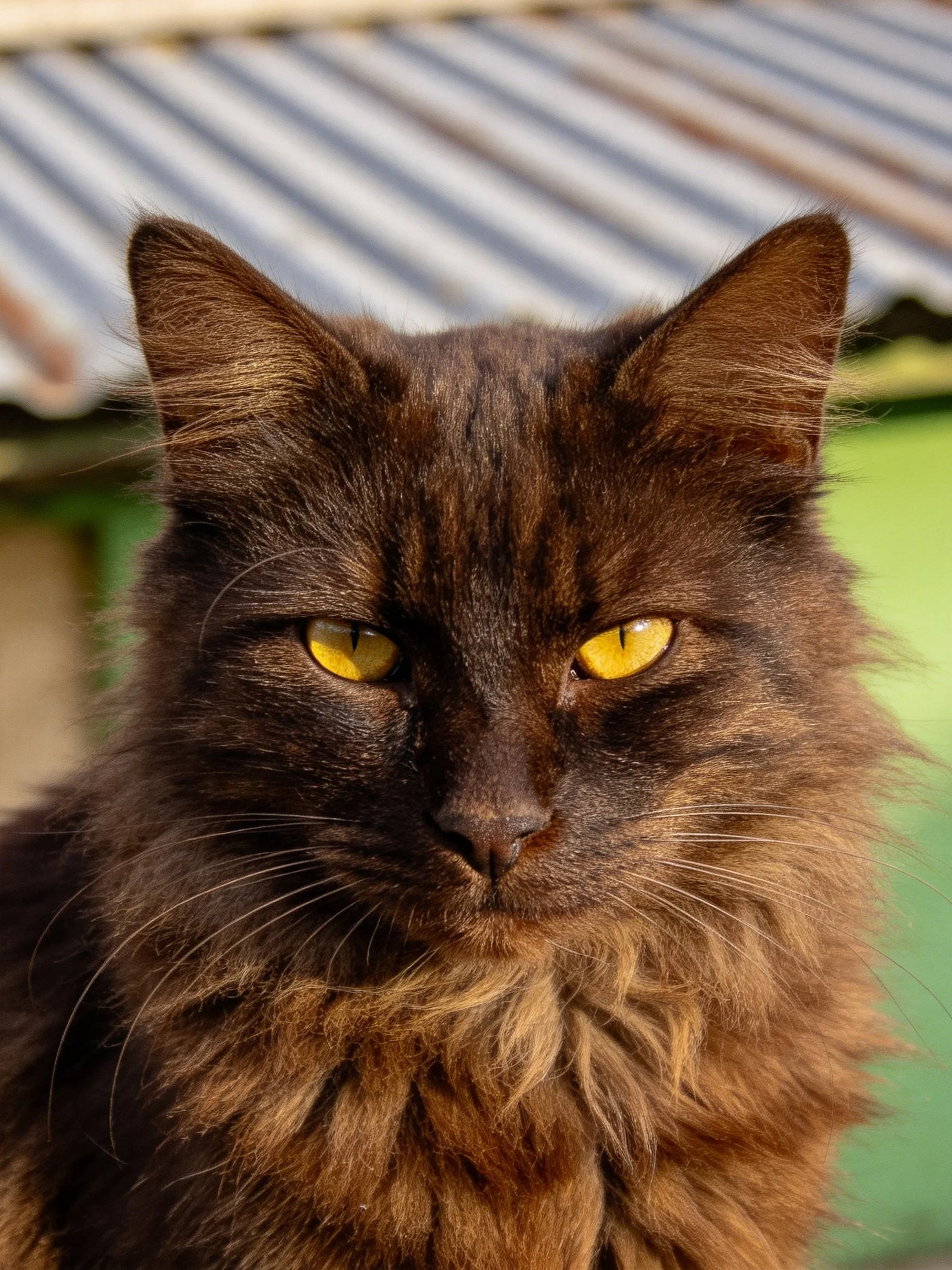 A dark brown fluffy cat with vivid yellow eyes