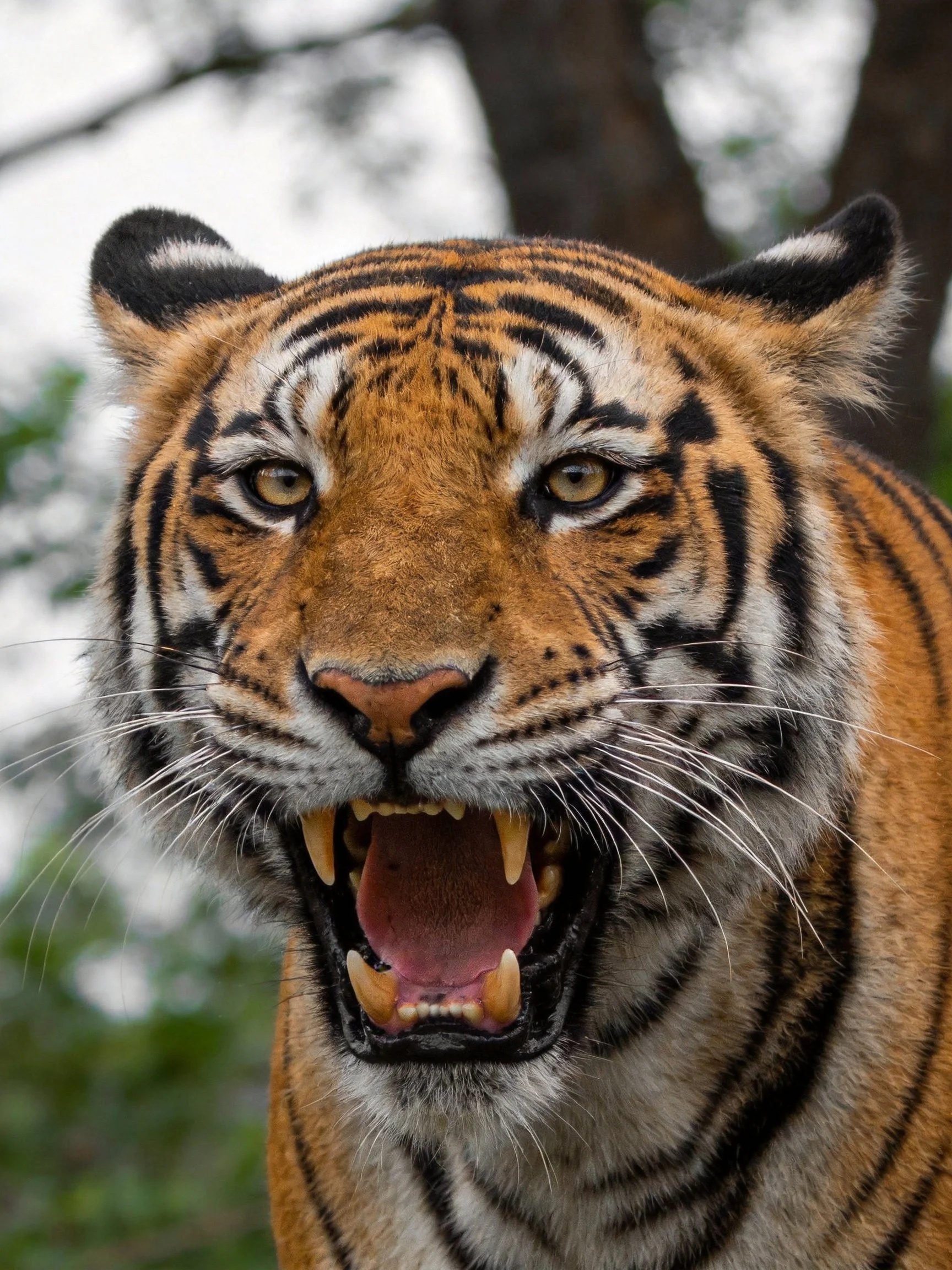 A fierce tiger with orange fur and bold black stripes roaring