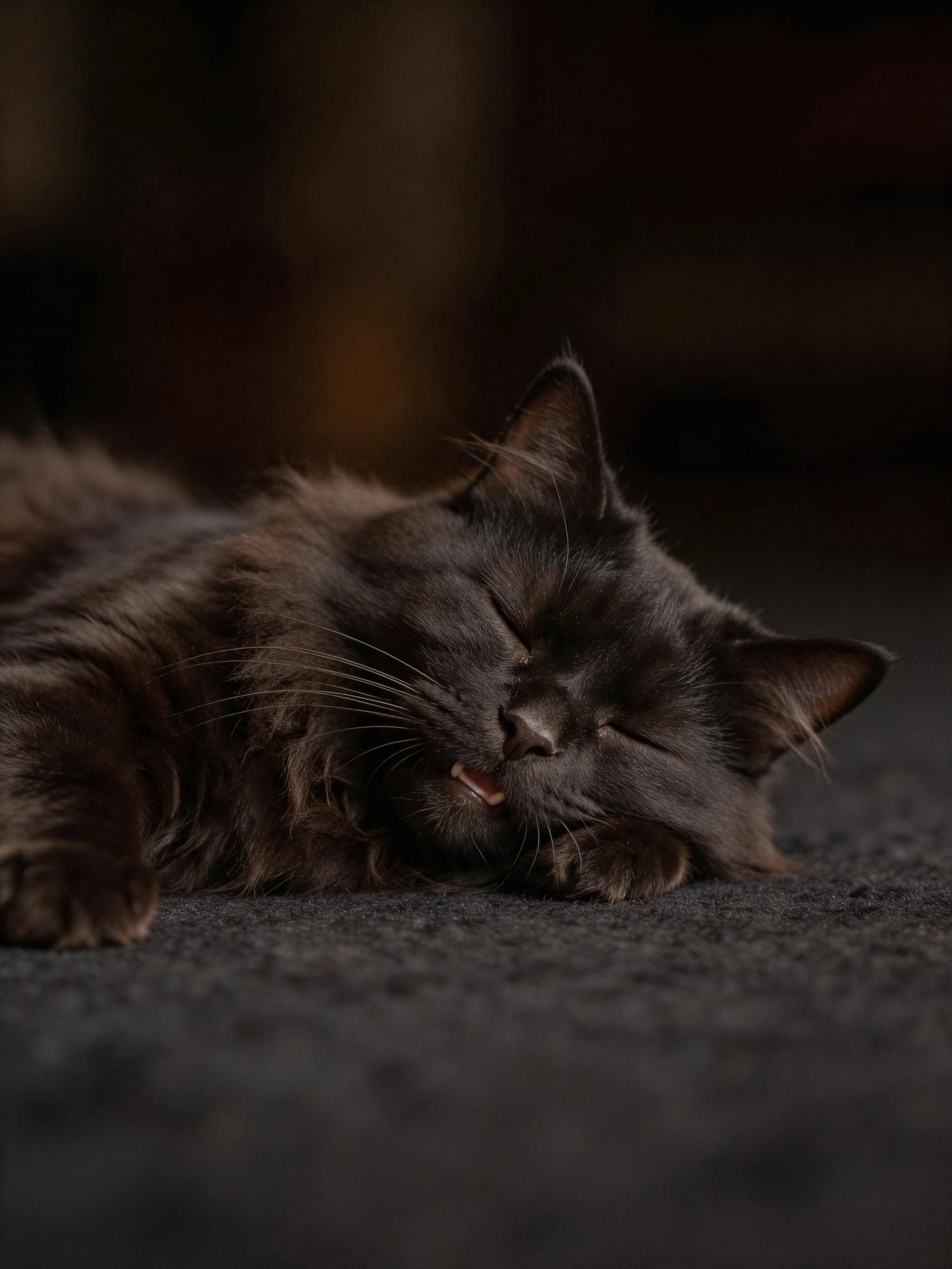 A fluffy dark gray cat rests on a dark textured surface