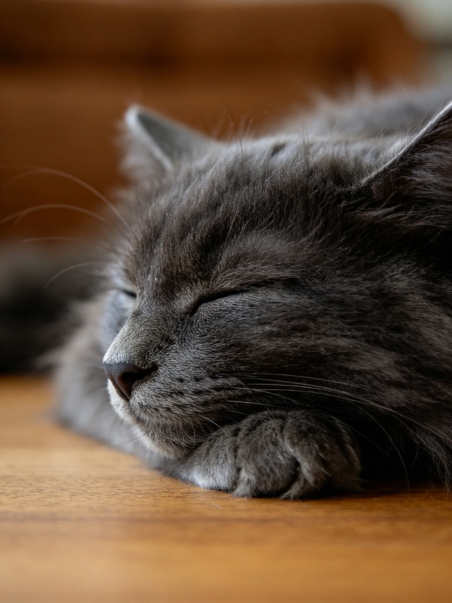 A gray cat sleeps peacefully on wood.