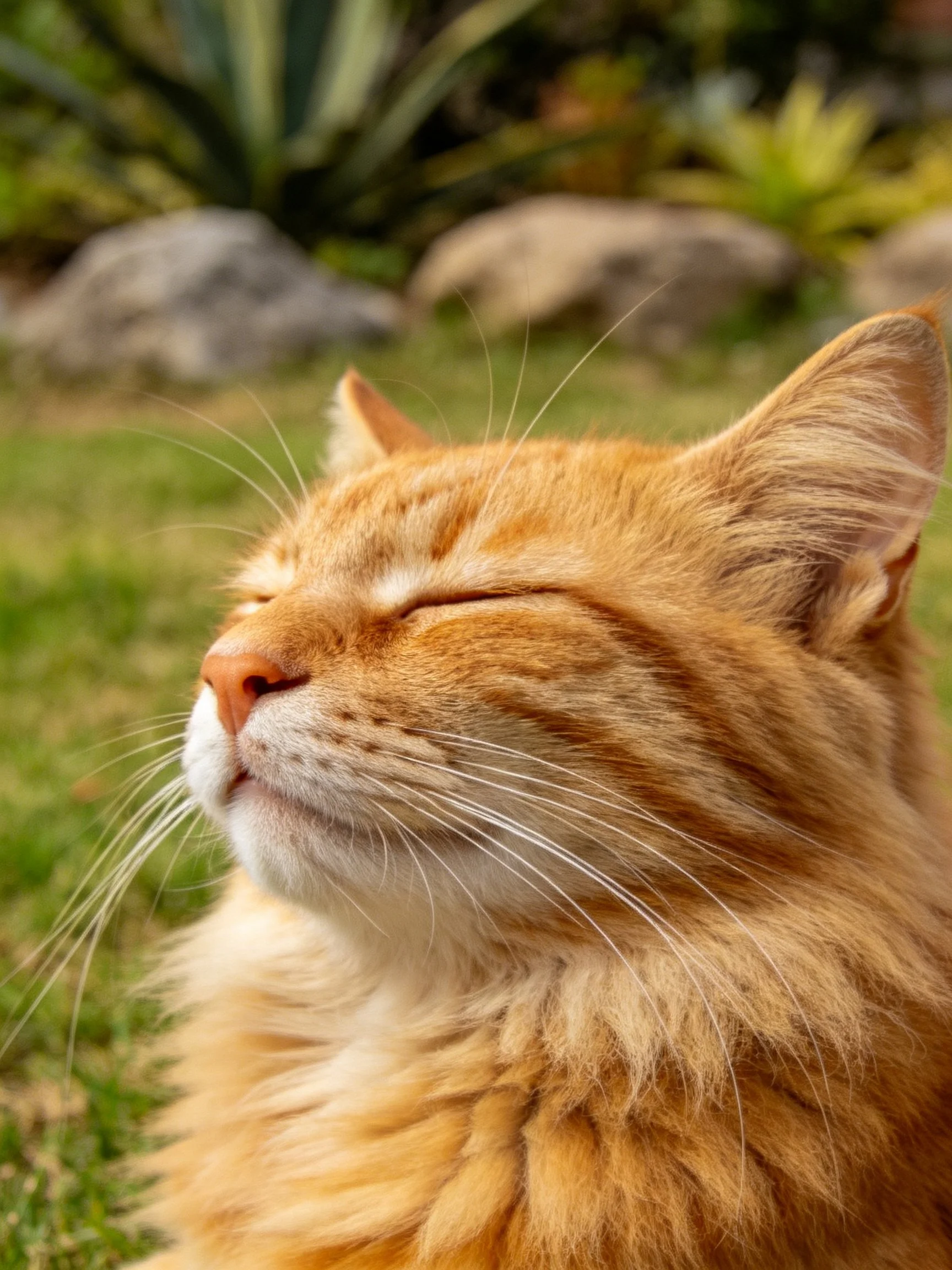 An orange tabby cat relaxes with closed eyes in a sunlit garden.