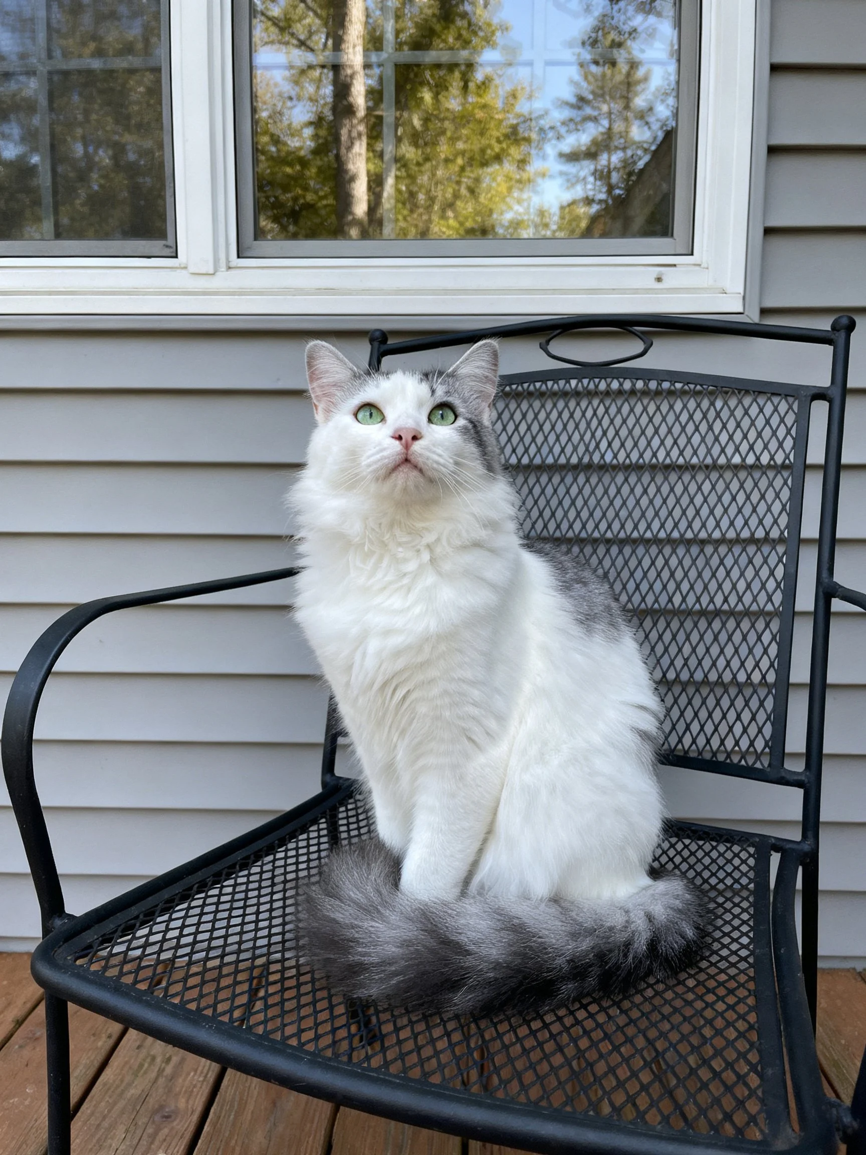 A fluffy white and gray cat sits on a black metal chair outside a house