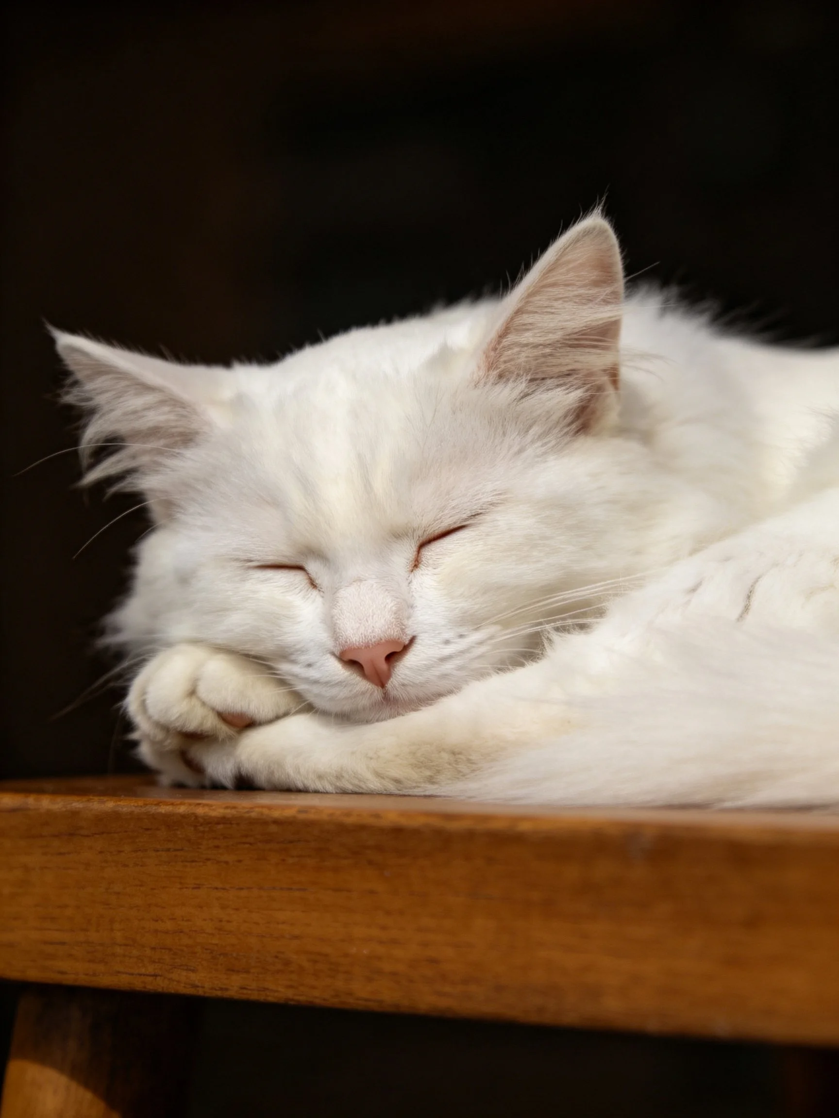 A fluffy white cat napping on a wooden ledge