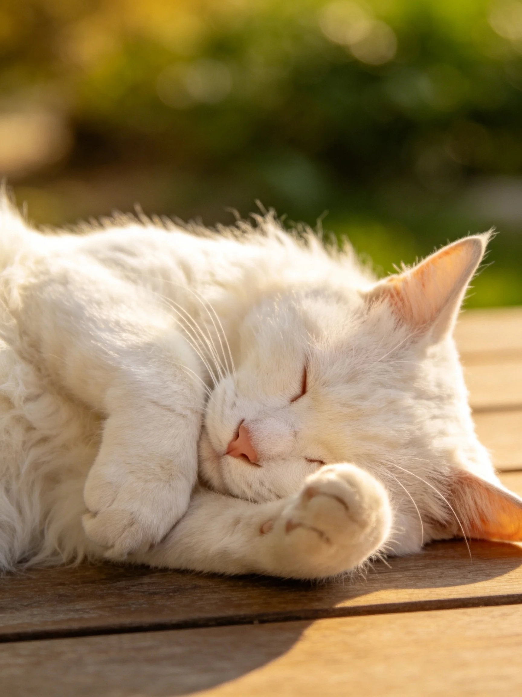 A fluffy white cat resting on wooden planks under warm sunlight