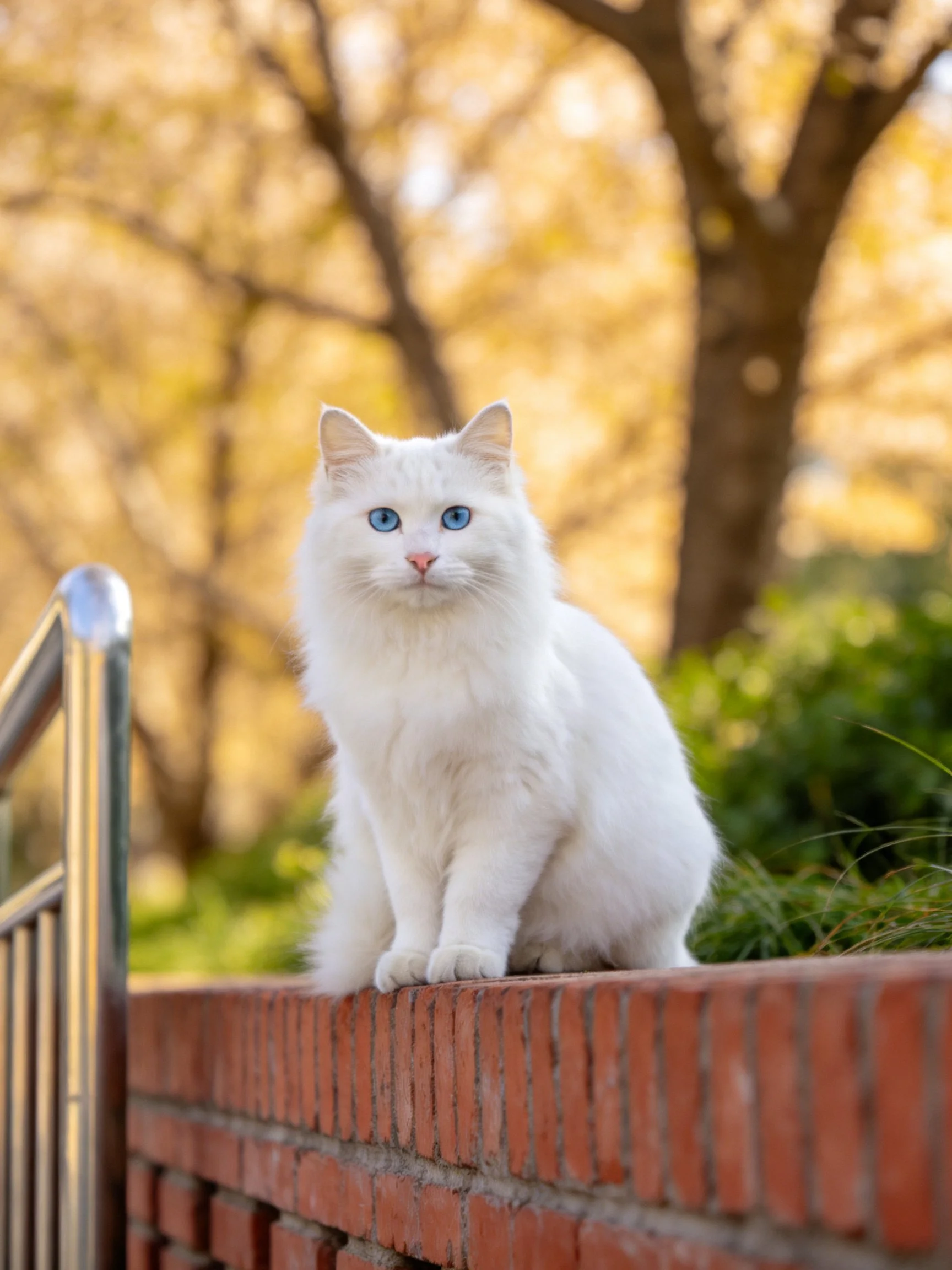 A whitecat with blue eyes perches on a brick structure outside