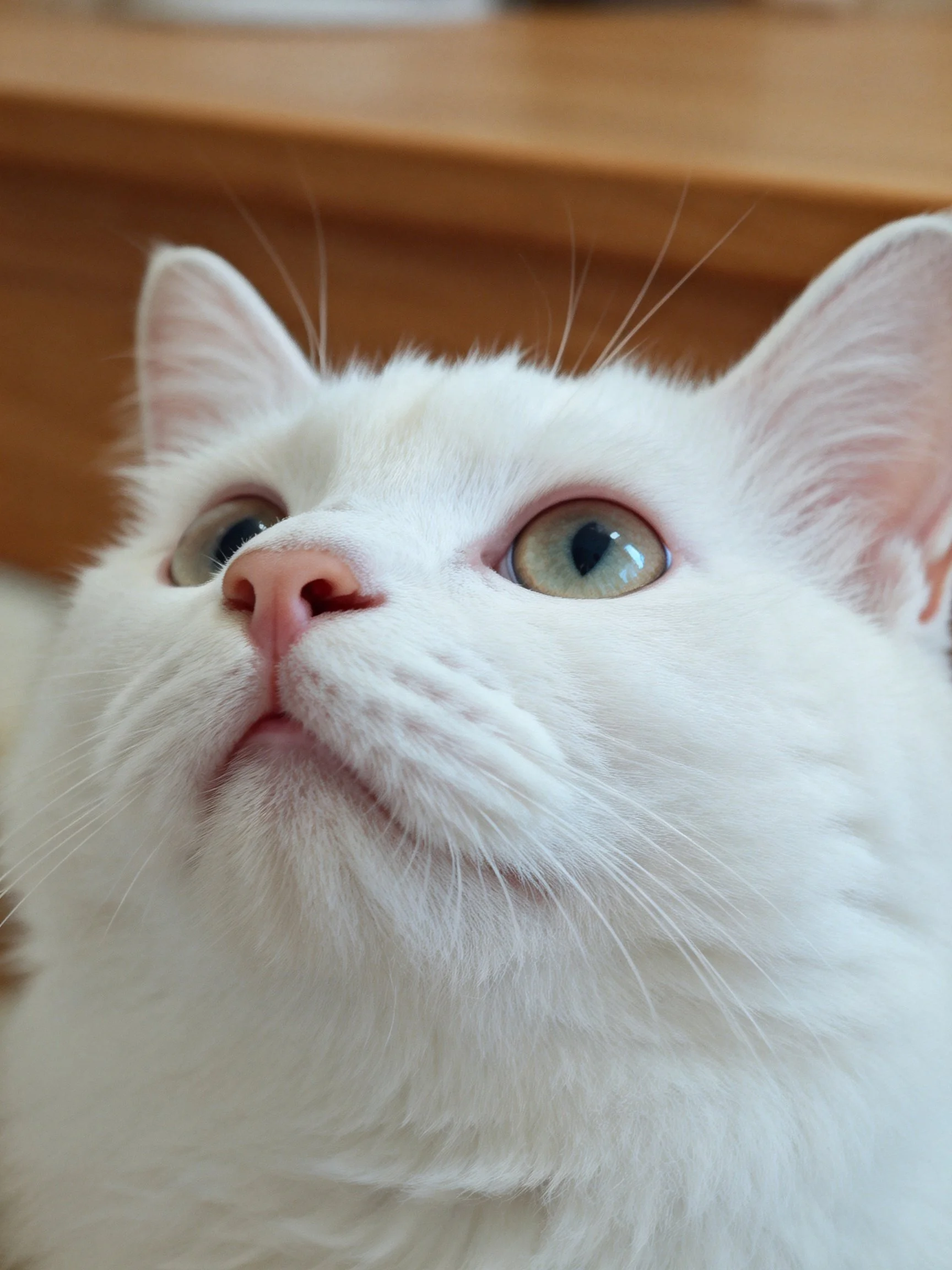 A white cat with green eyes looks upward against a wooden backdrop