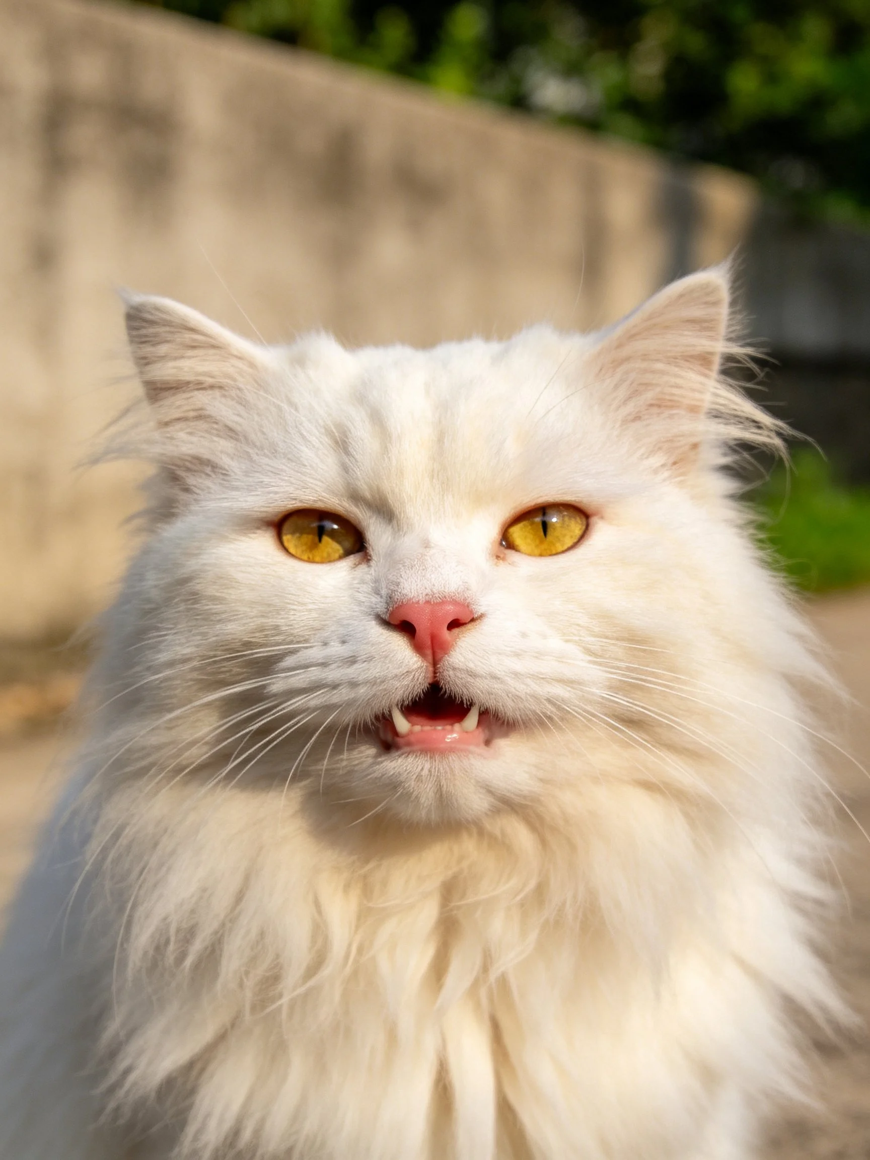 A fluffy white cat with yellow eyes stands outdoors near a stone wall.
