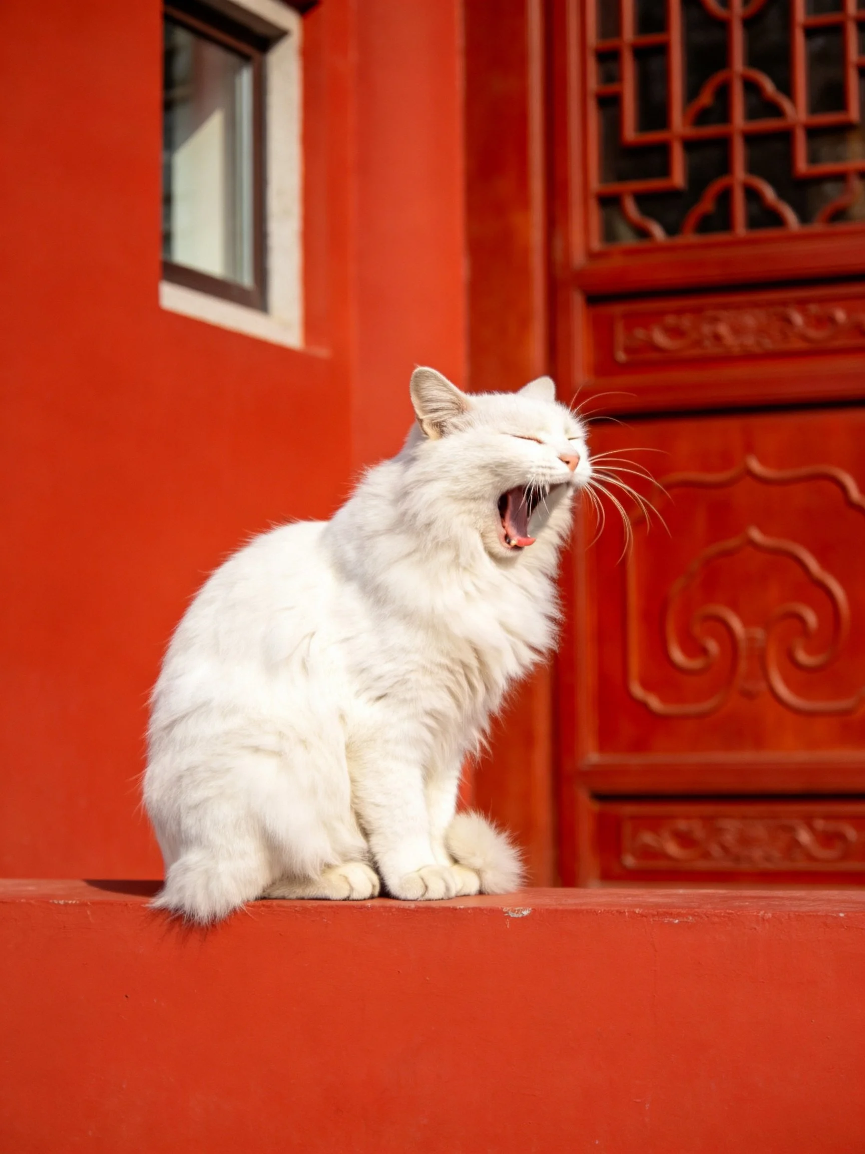 A fluffy white cat yawns on a bright red ledge near traditional red architecture