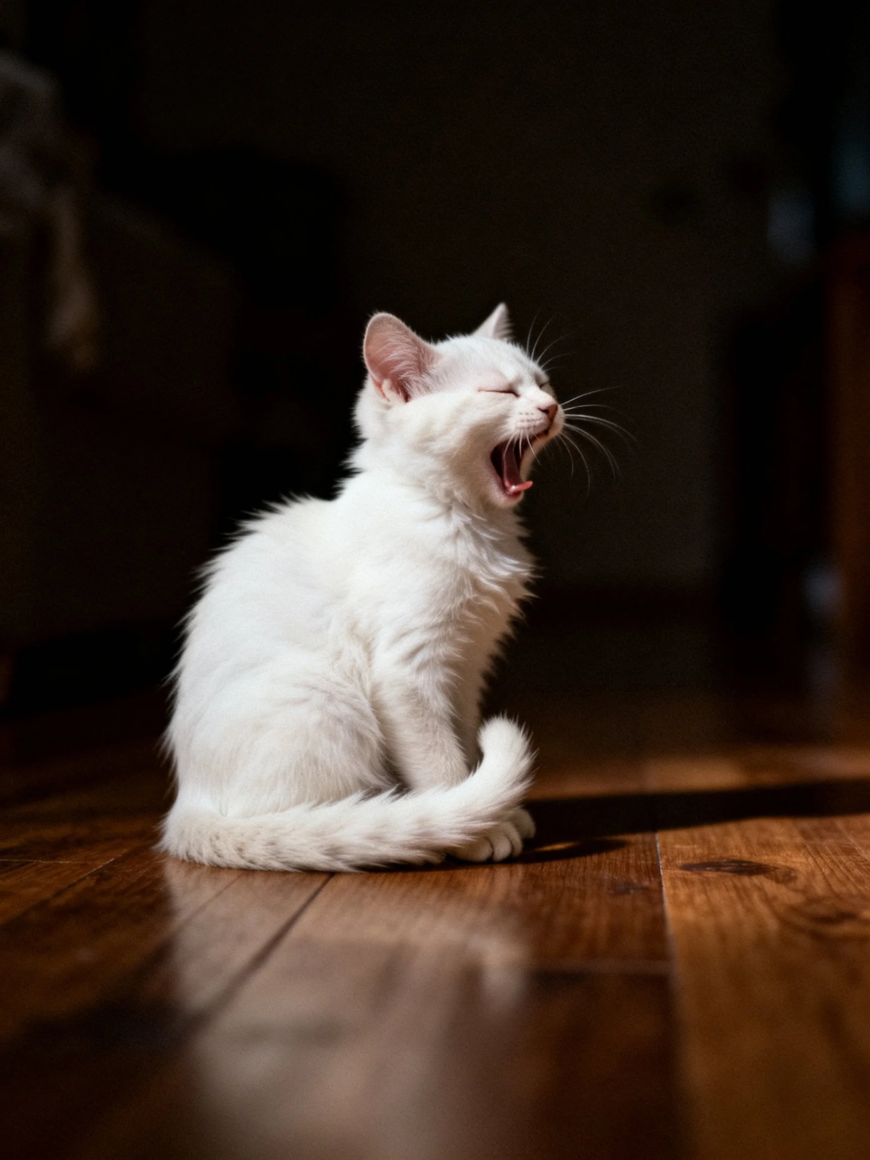 A fluffy white kitten yawns while sitting on a polished wooden floor in a dimly lit area.