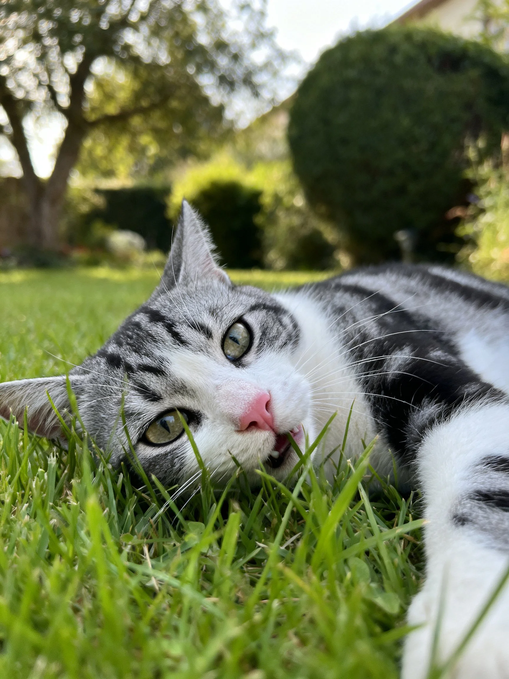 A gray and white cat lounging on vibrant grass in a sunlit garden