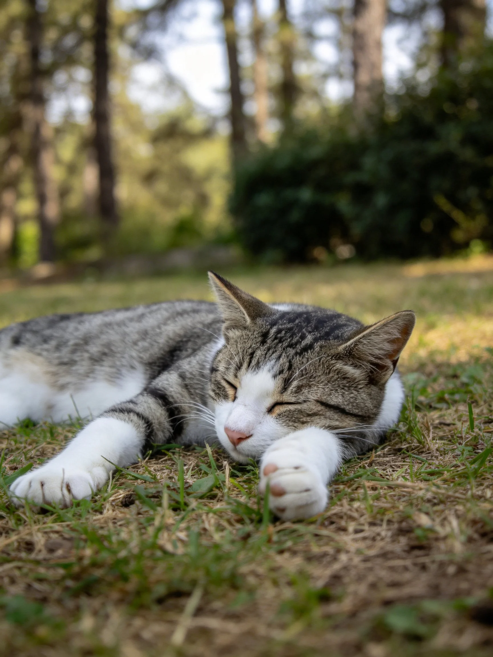 A gray and white cat naps on sunlit grass near tall trees