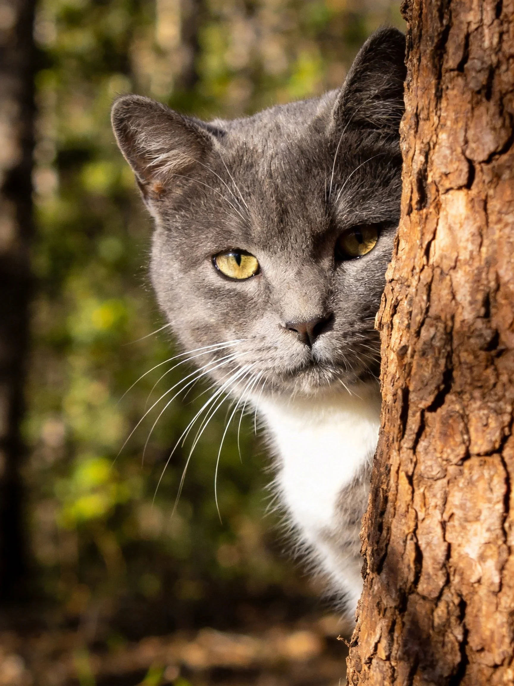 A gray and white cat peeks from behind a textured tree trunk