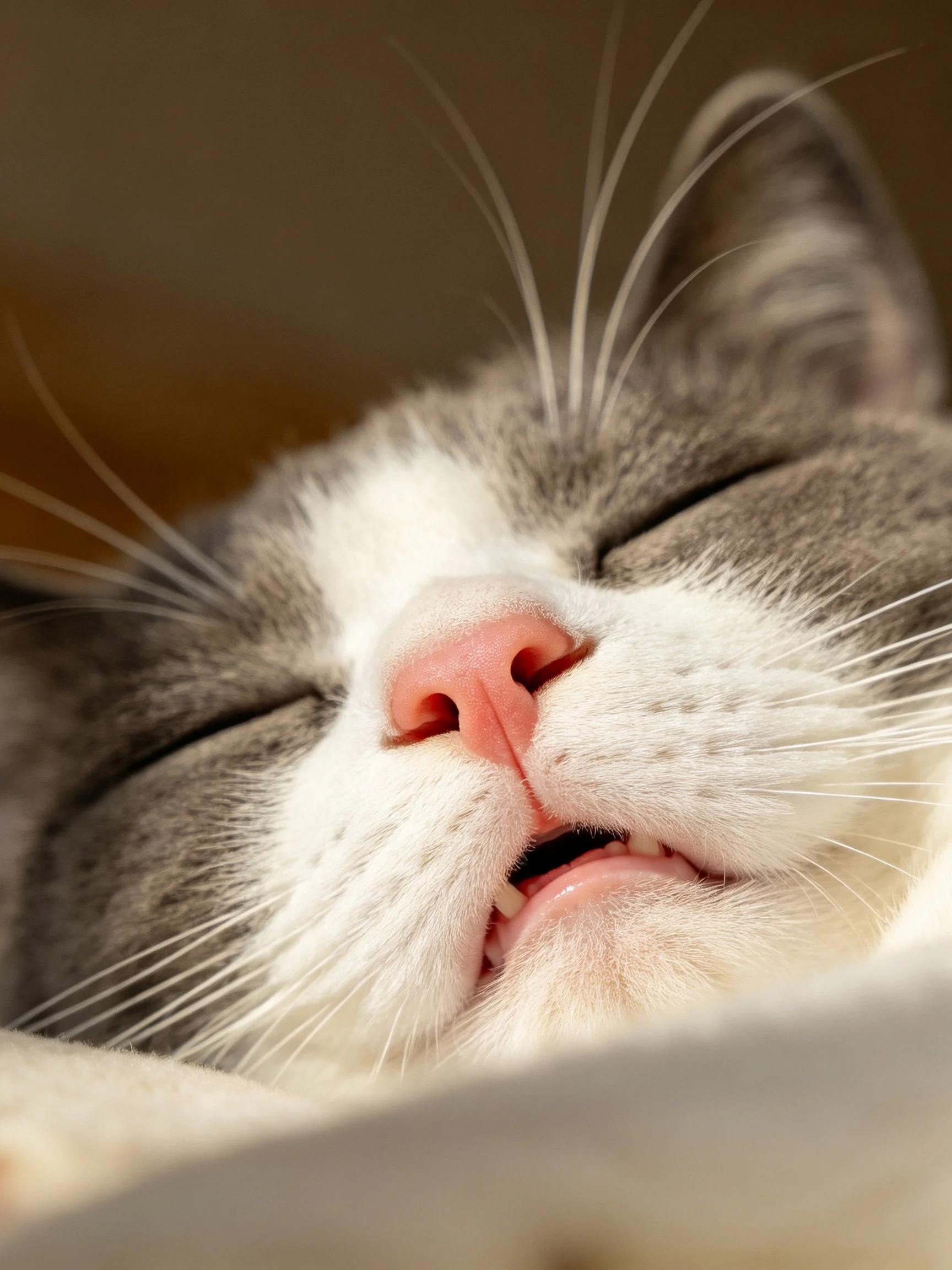 A gray and white cat sleeps peacefully with closed eyes