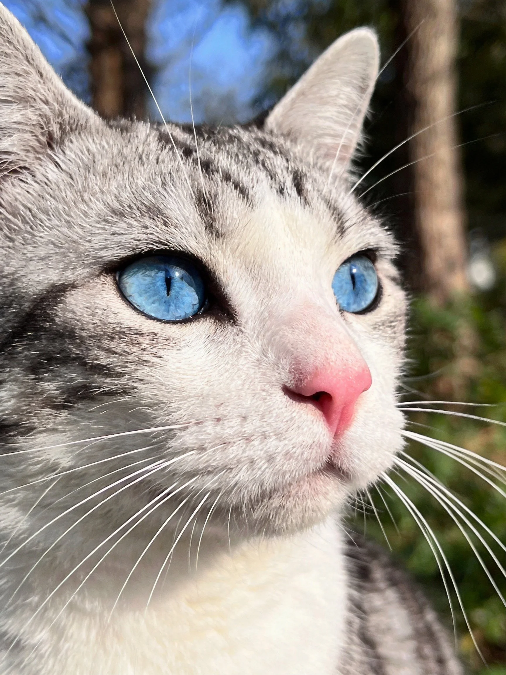 A close - up of a gray and white cat with striking blue eyes in nature