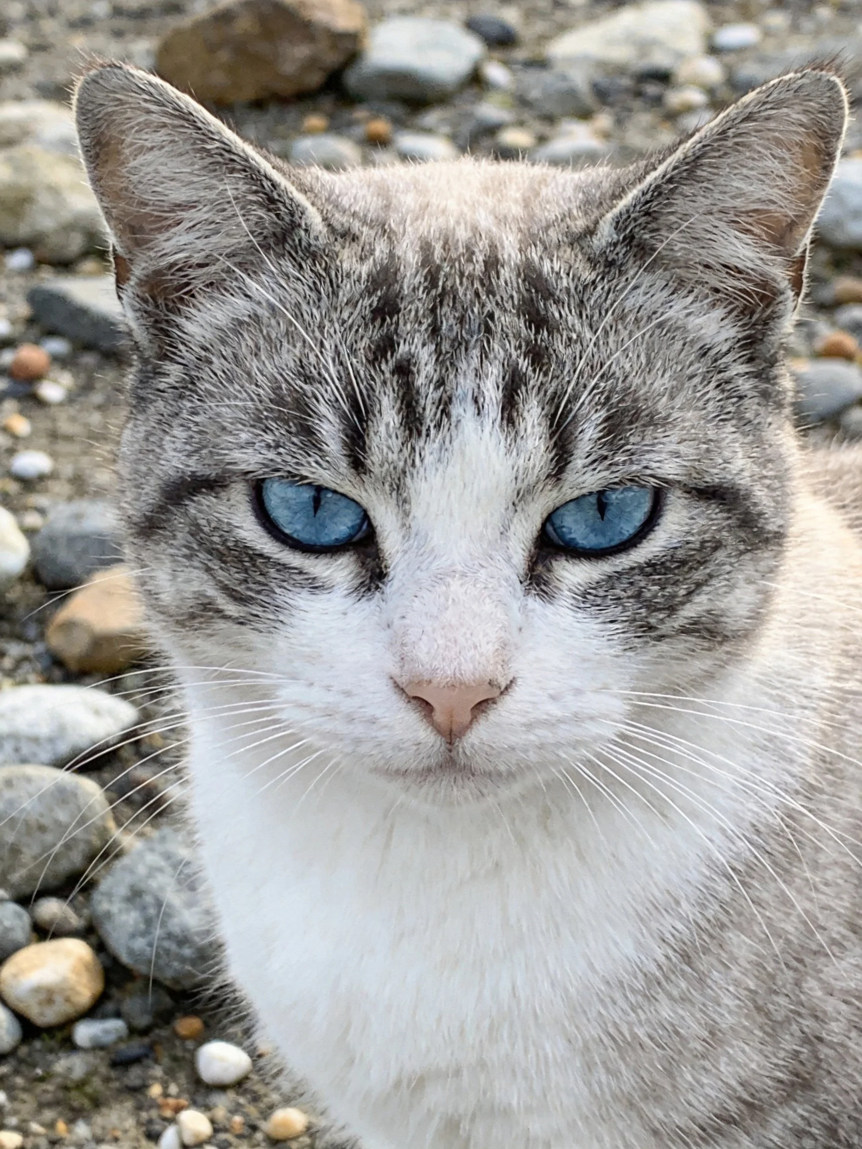 A gray and white cat with blue eyes is surrounded by small pebbles.