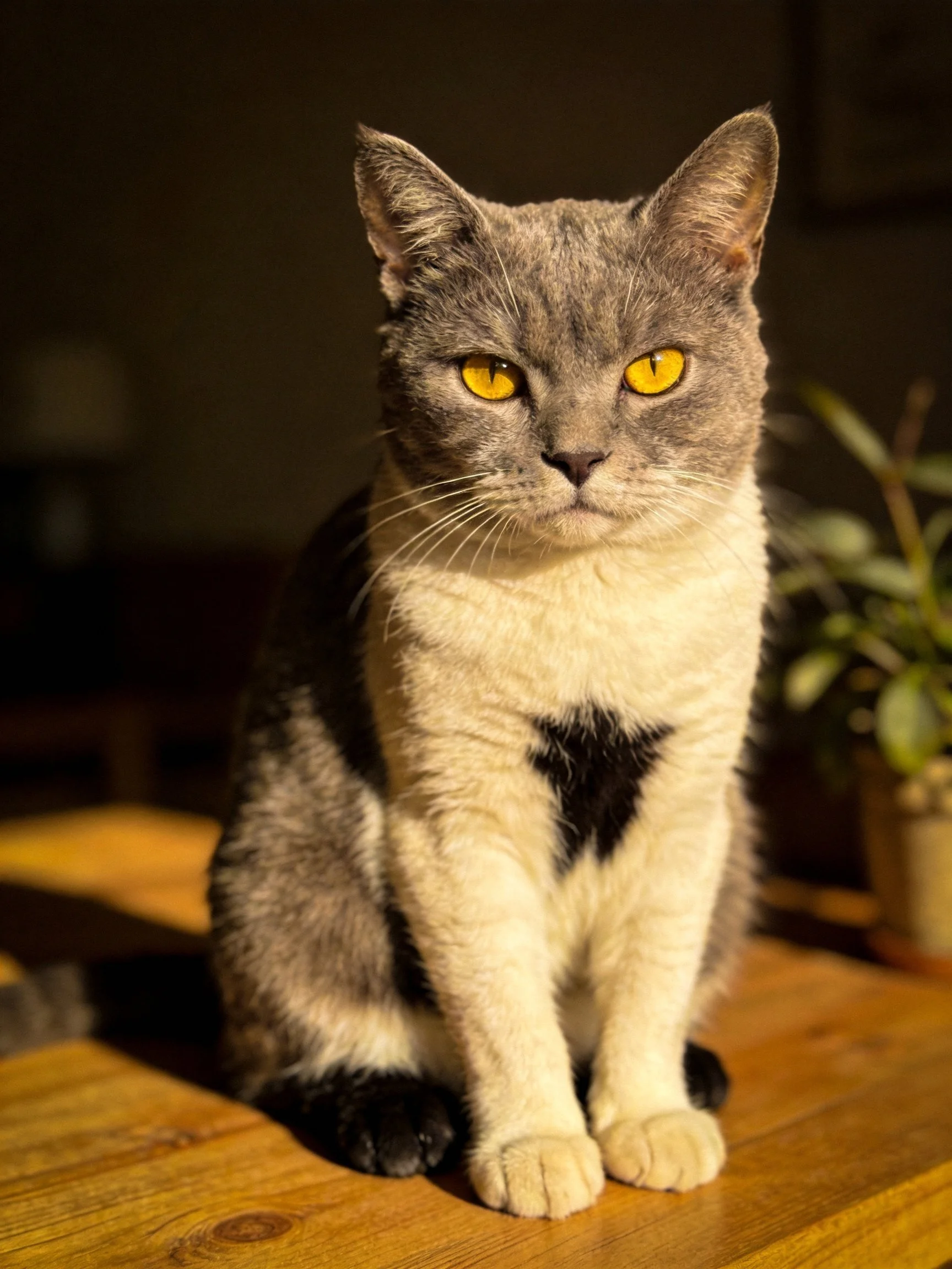 A gray and white cat with yellow eyes sits on a wooden table.