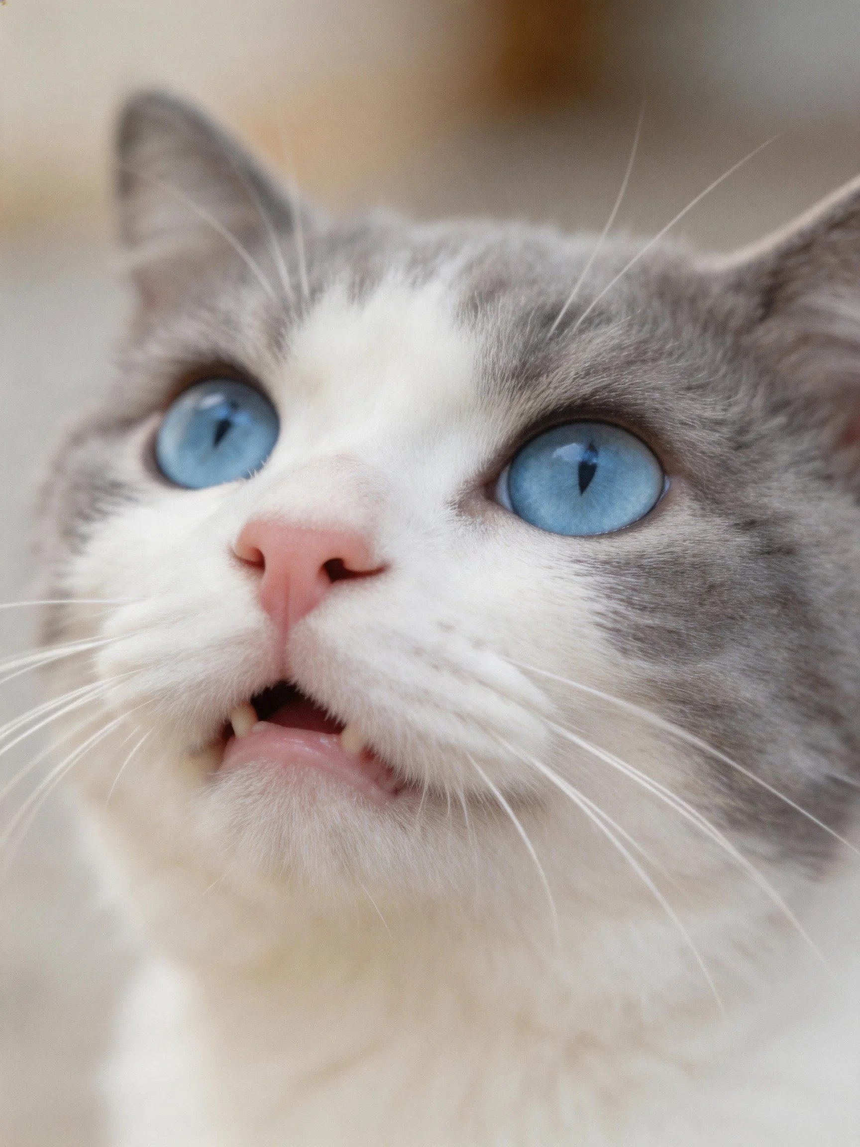 A gray and white cat with striking blue eyes and pink nose